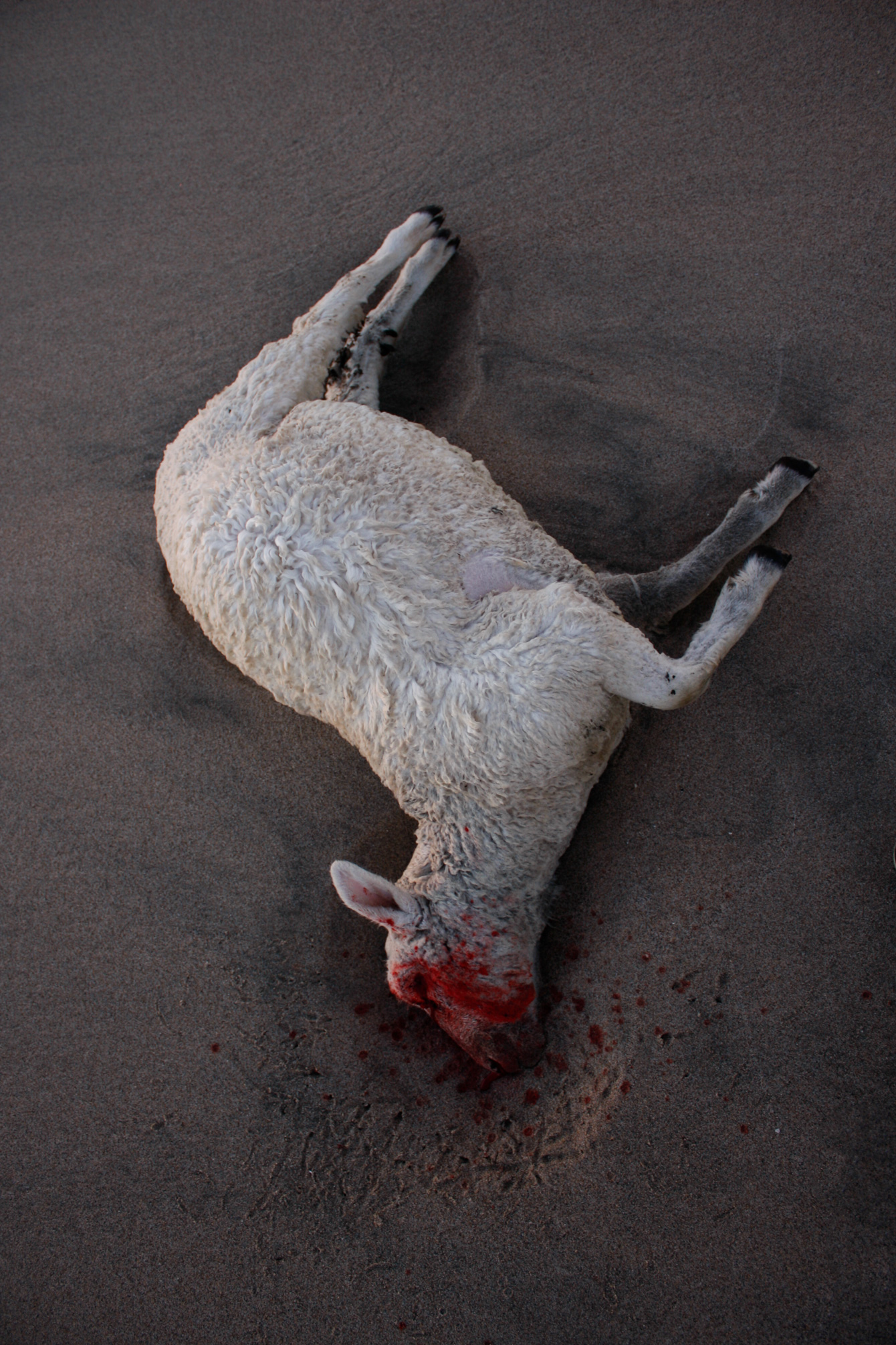 dead-sheep-wharariki-beach-new-zealand