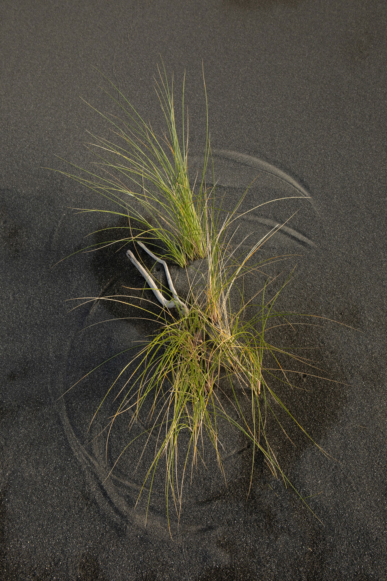 dune-grass-nz