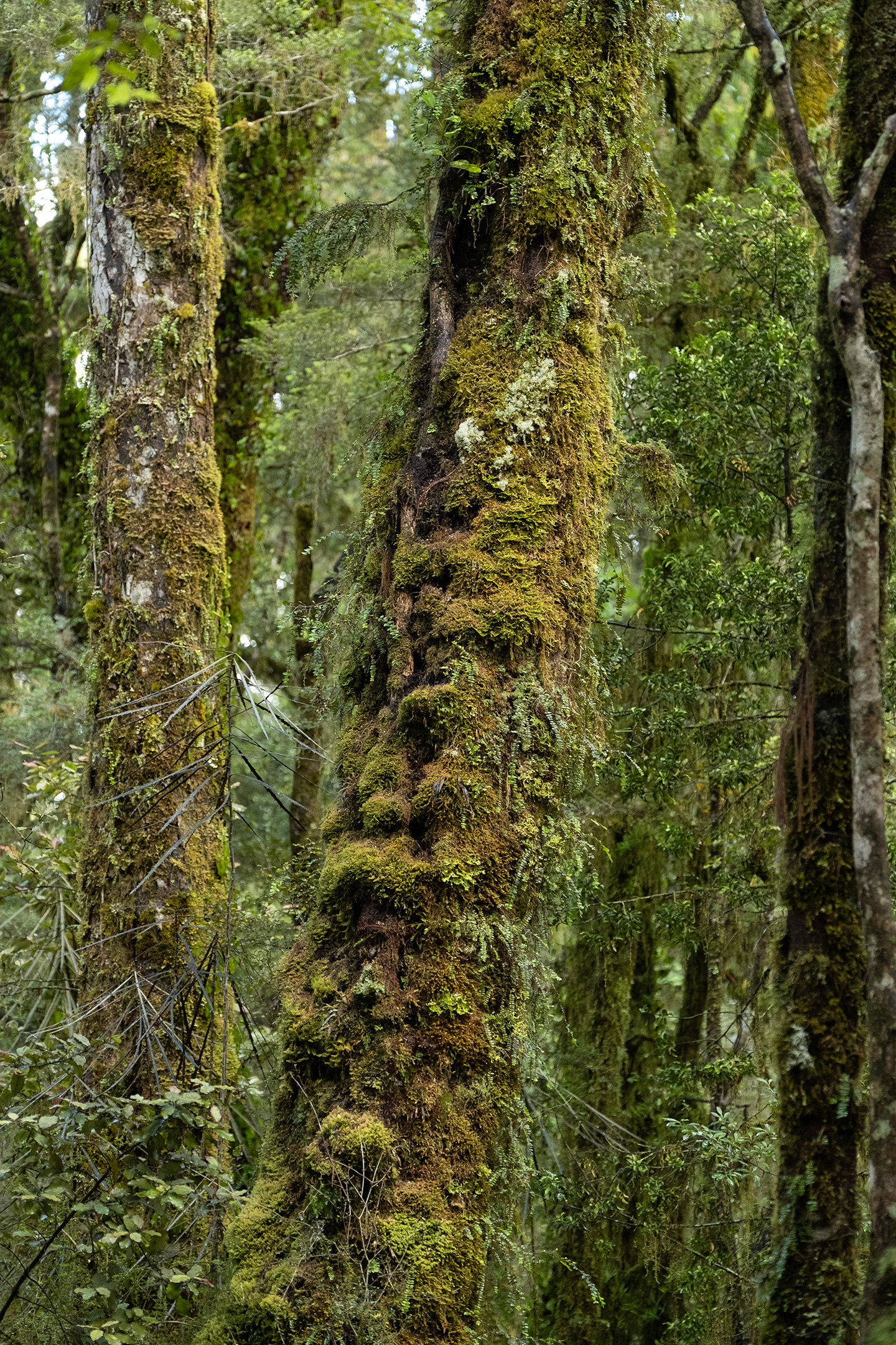 lake-ellery-south-westland-moss-tree