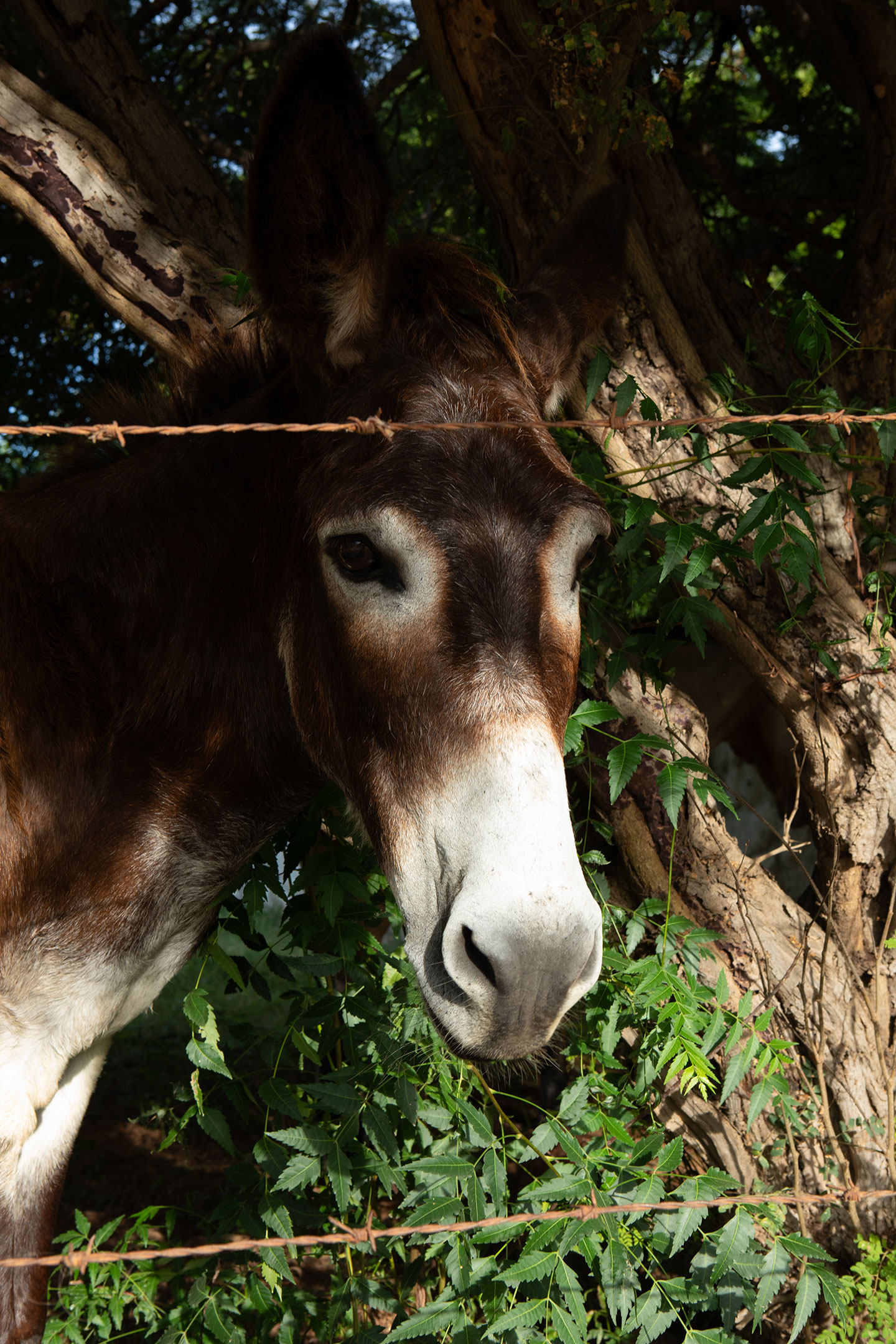 mexico donkey mule