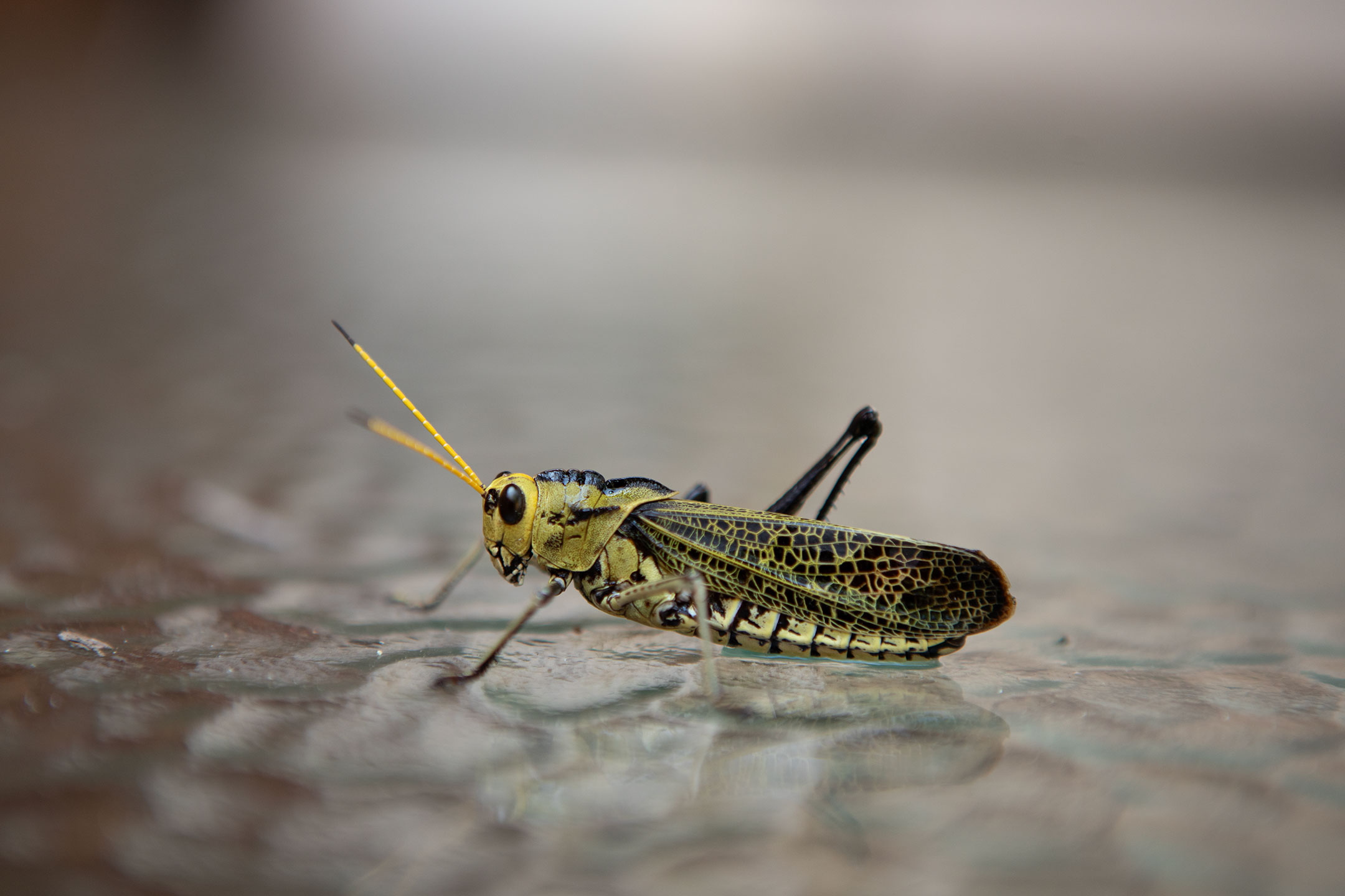 mexico-grass-hopper