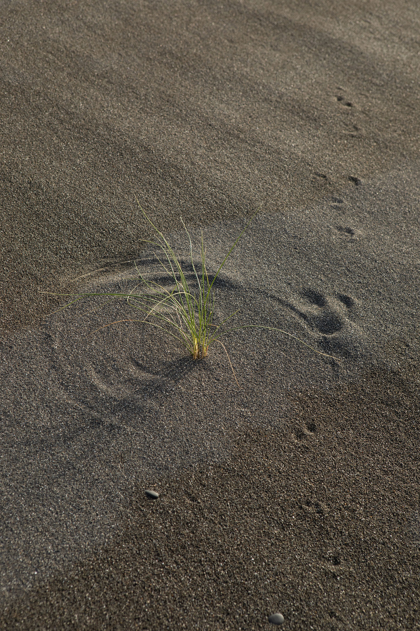 new-zealand-dune-grass