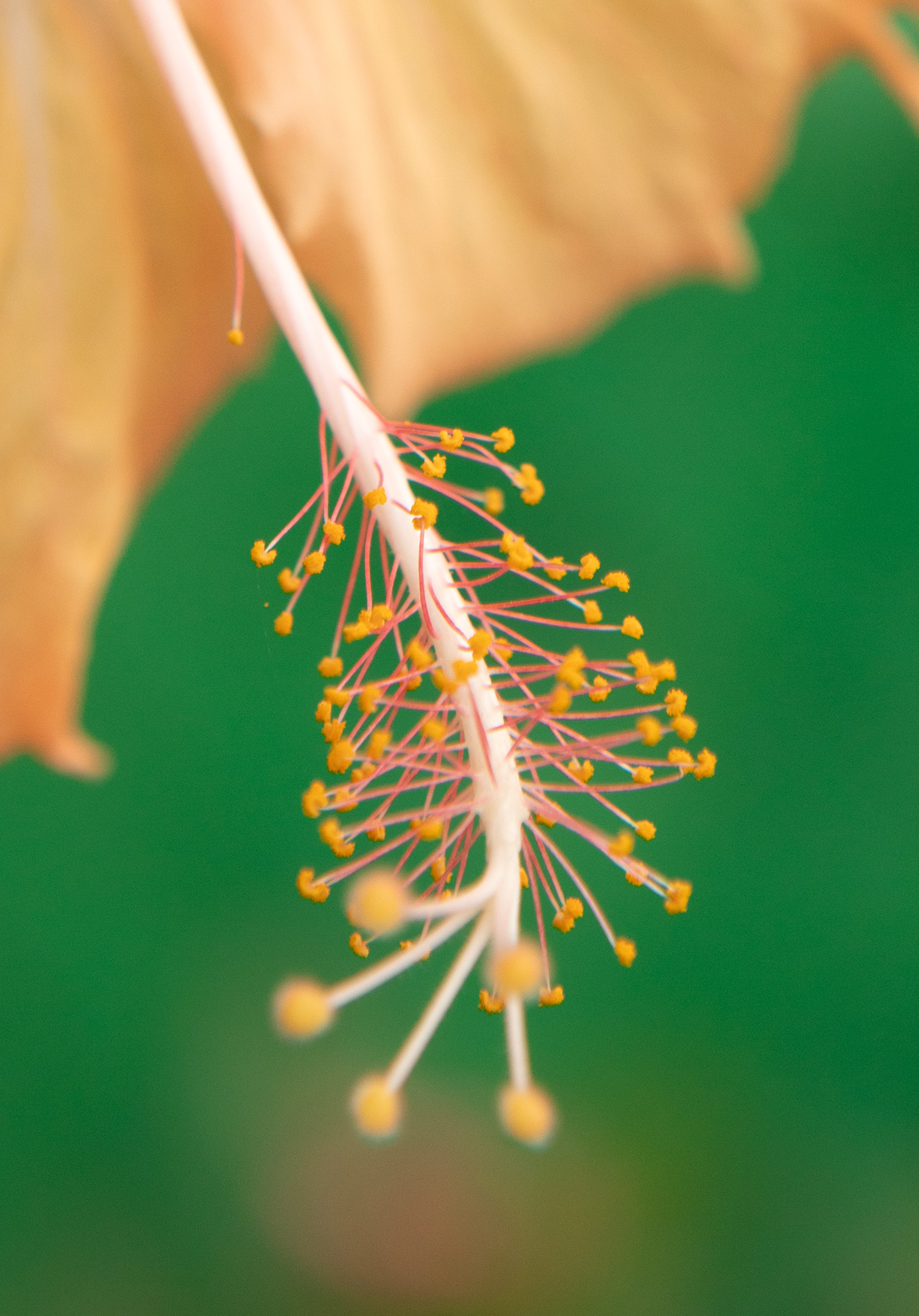 oaxaca-tropical-flower-mexico