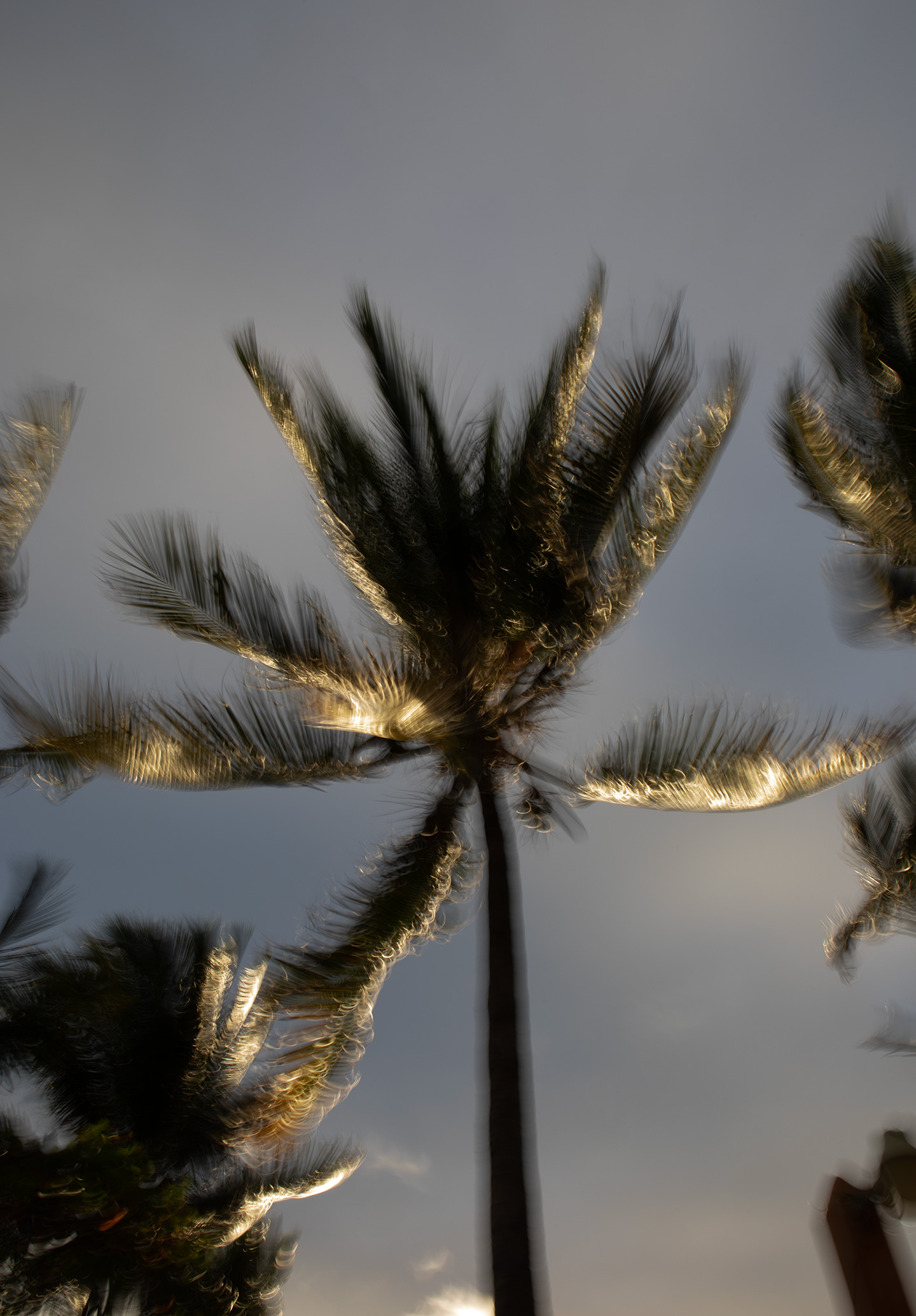 puerto-escondido-mexico-palm-tree