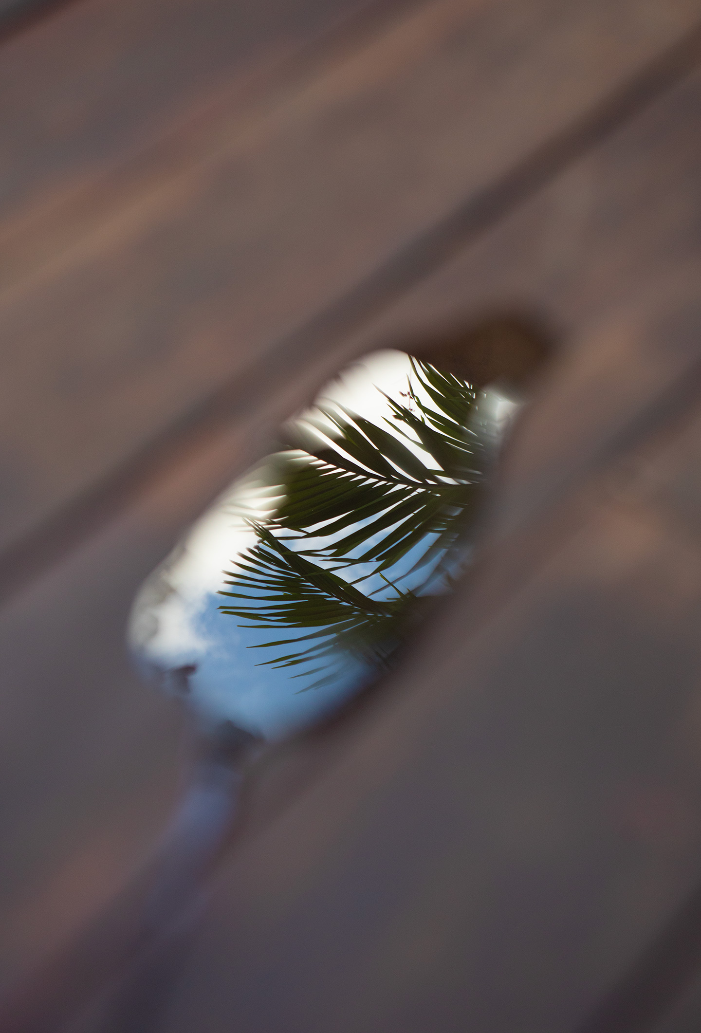 puerto-escondido-mexico-palm-tree