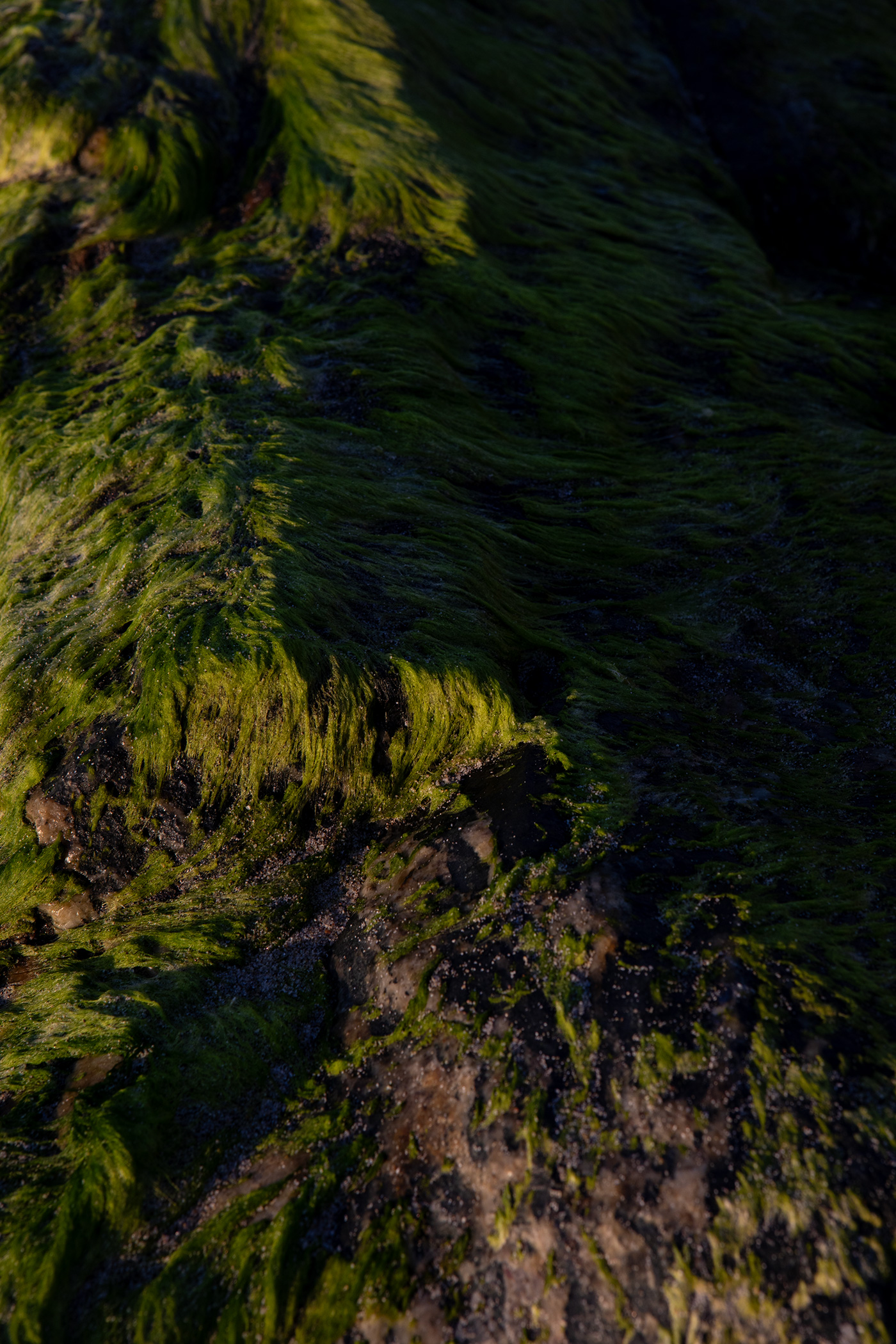 seaweed-mexico