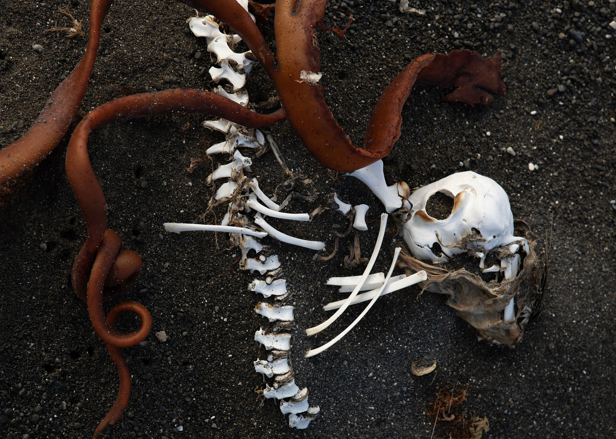 skeleton-beach-
