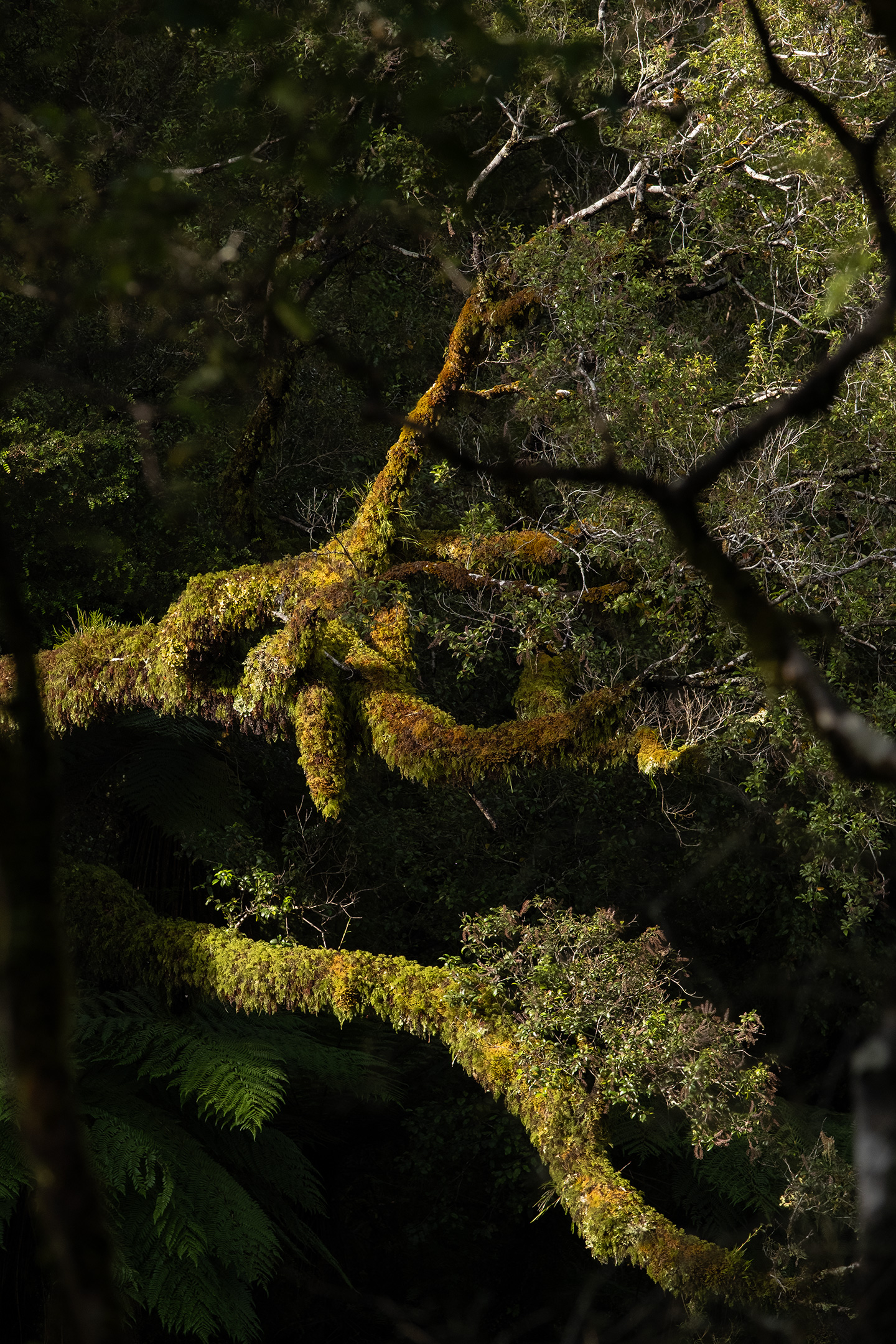west-coast-moss-tree-