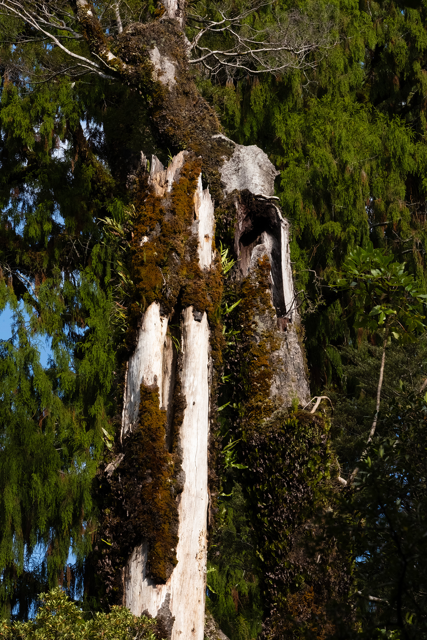 west coast nz lake ellery 07