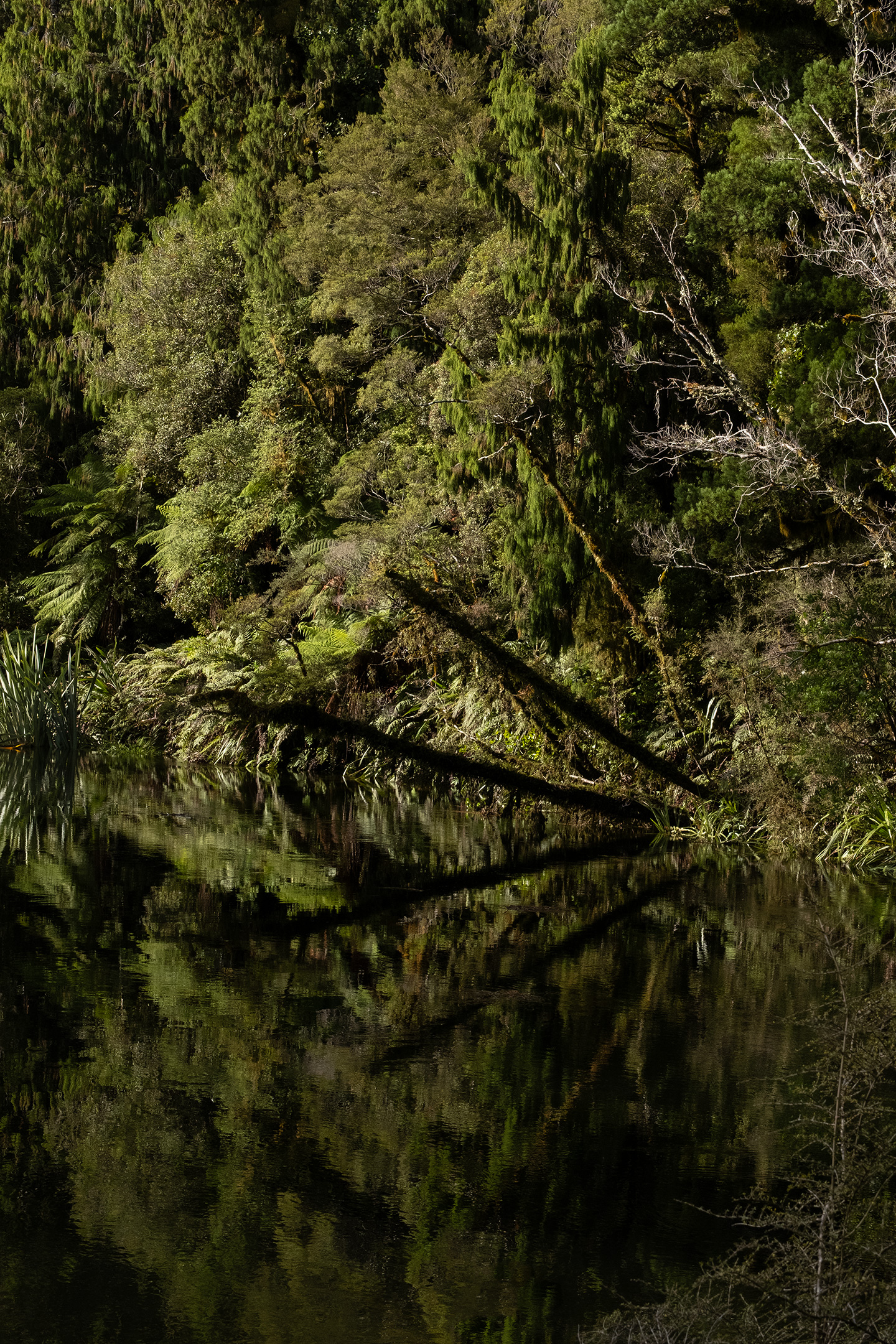west coast nz lake ellery 20