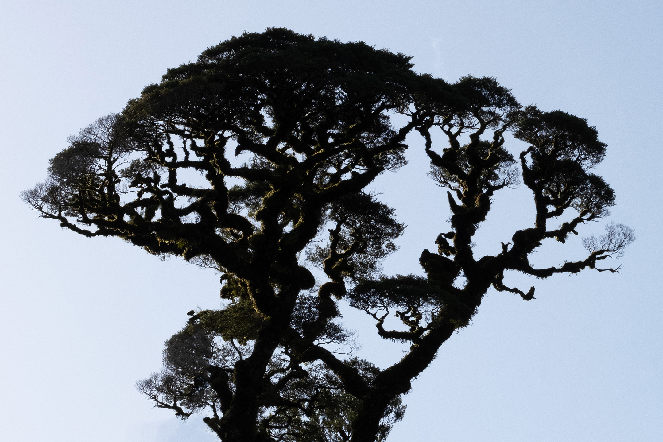 west-coast-nz-lake-ellery-tree