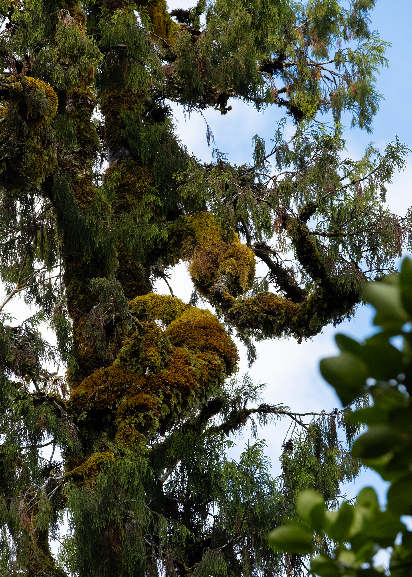 west-coast-nz-moss-tree-2