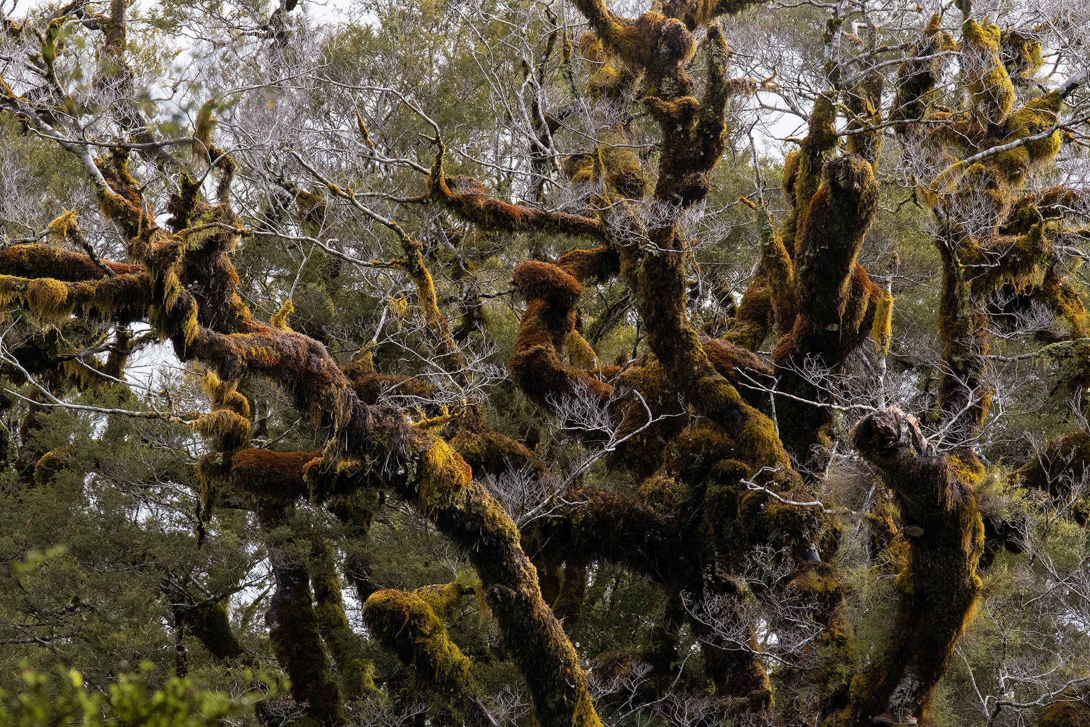 westland-nz-moss-trees