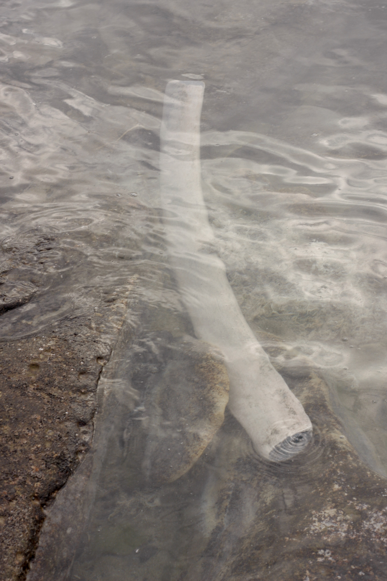 blue-whale-bone