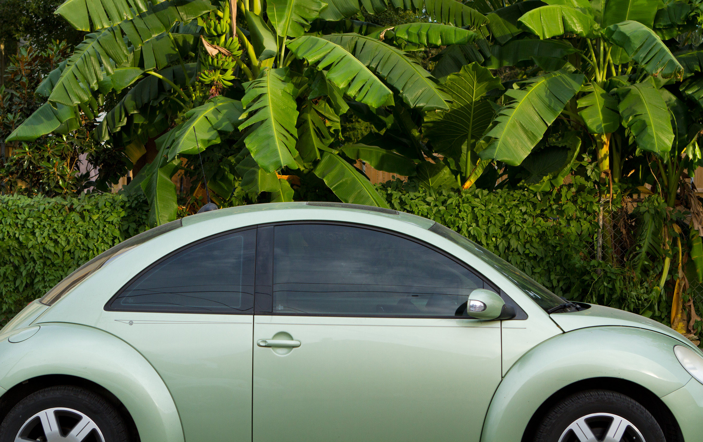 by-water-new-orleans-banana-trees-vw-beatle