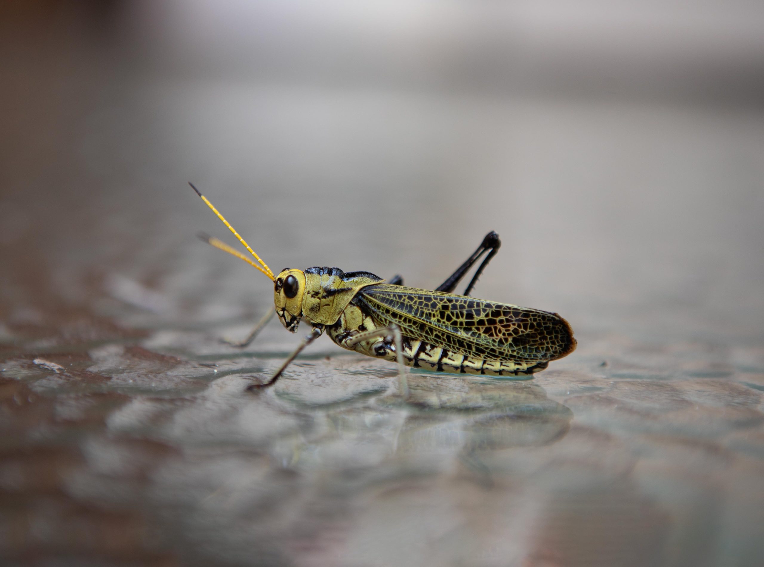 cricket-mexico-macro