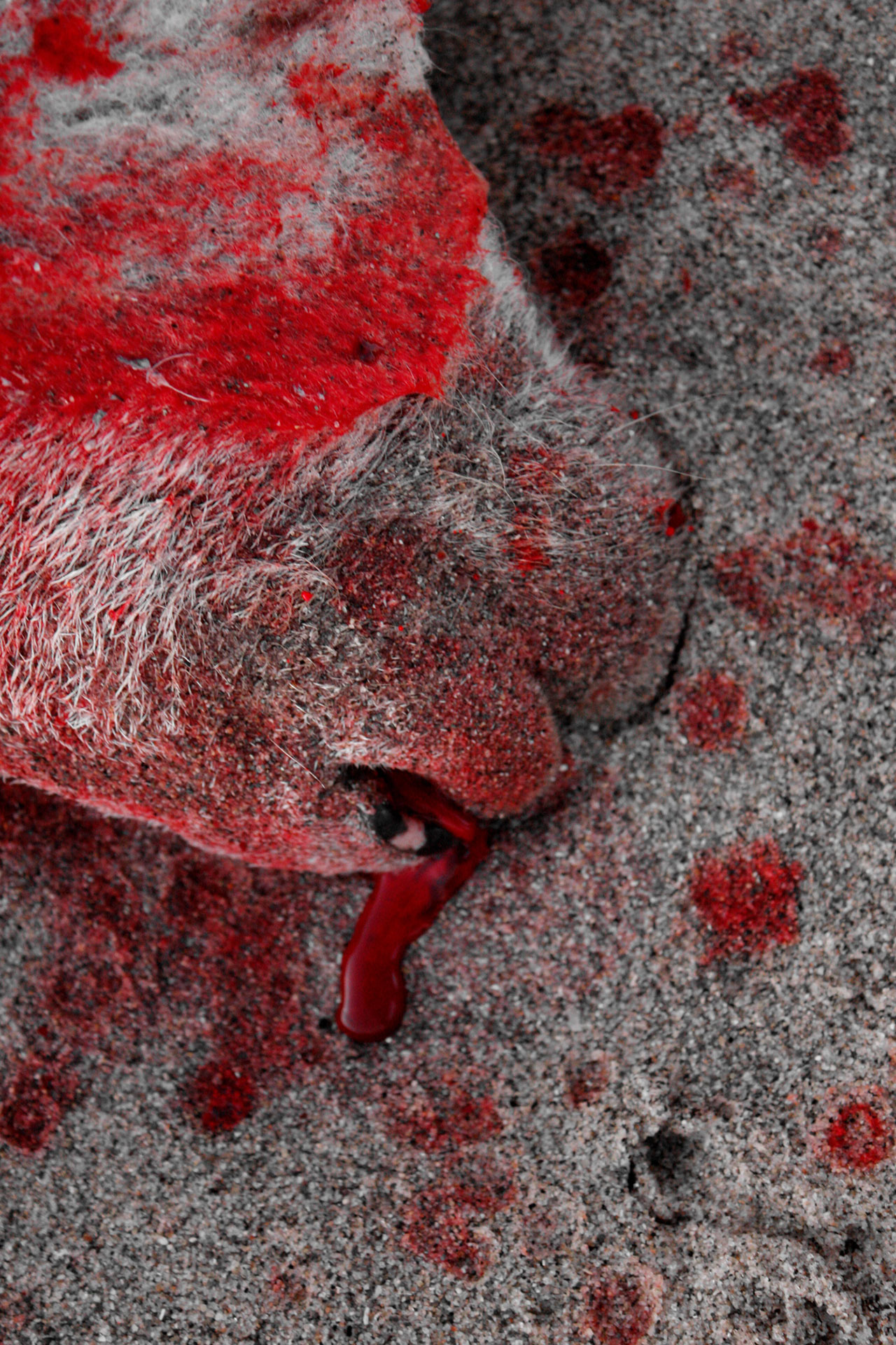 dead-sheep-blood-new-zealand