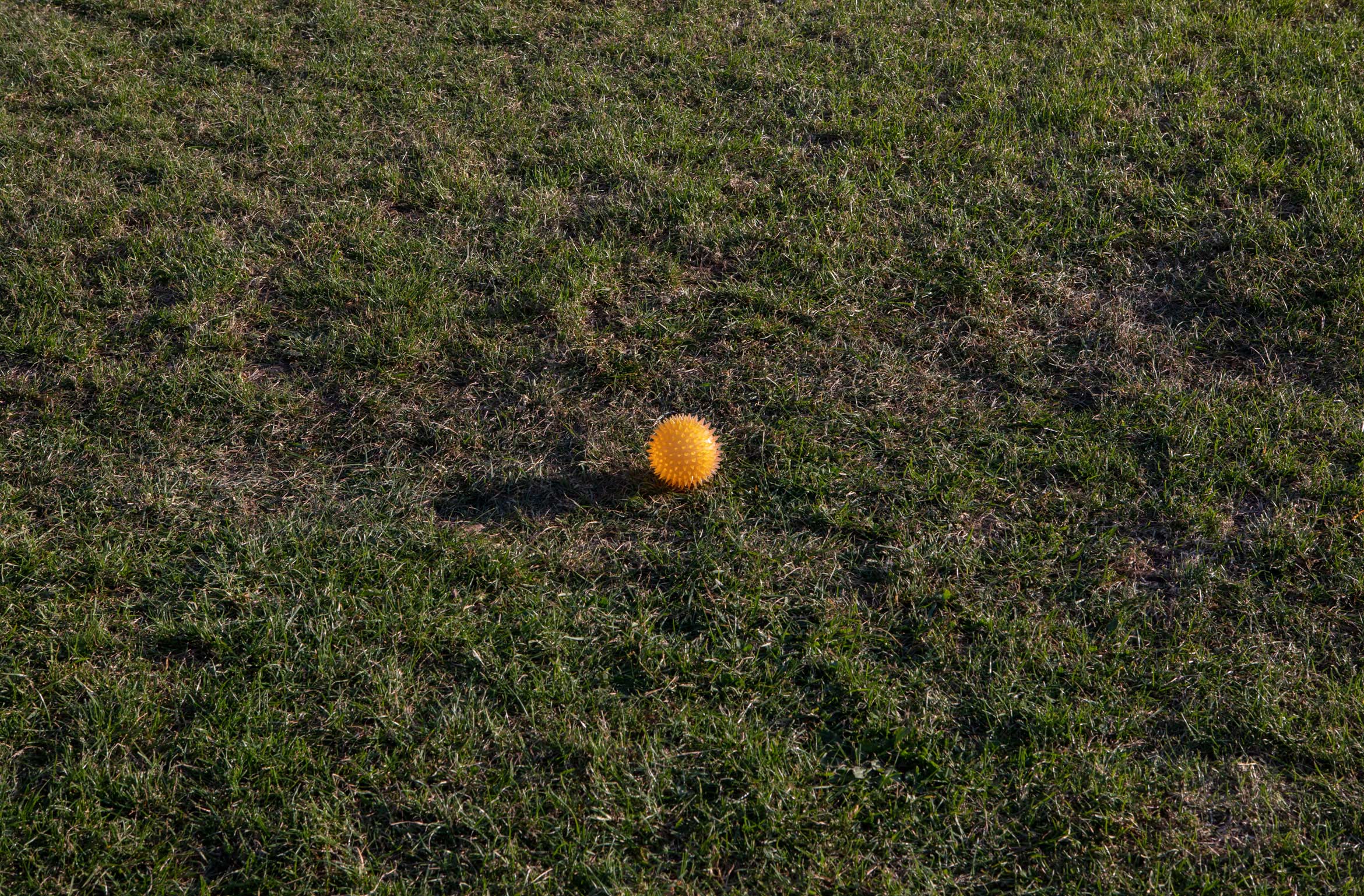 dog-ball-on-the-grass-park