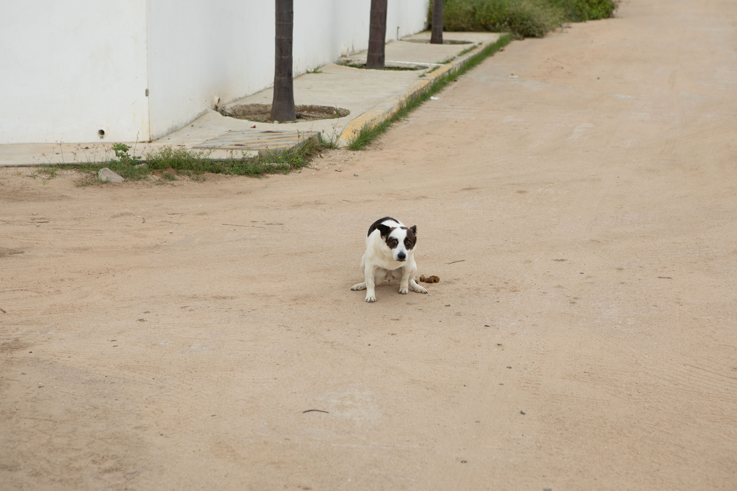 dog-poo-mexico