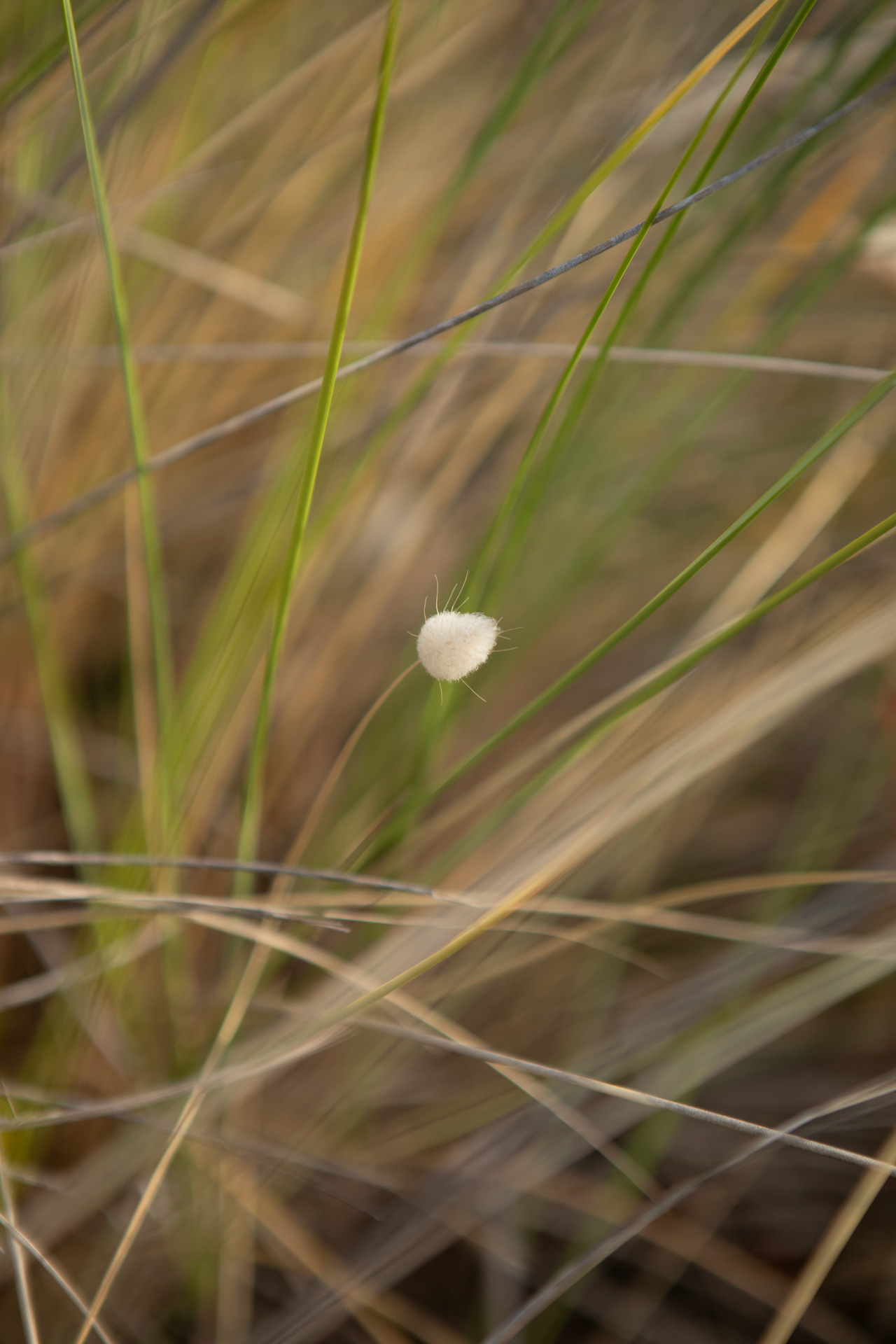 james-watkins-kekerengu-kaikoura-coast-79