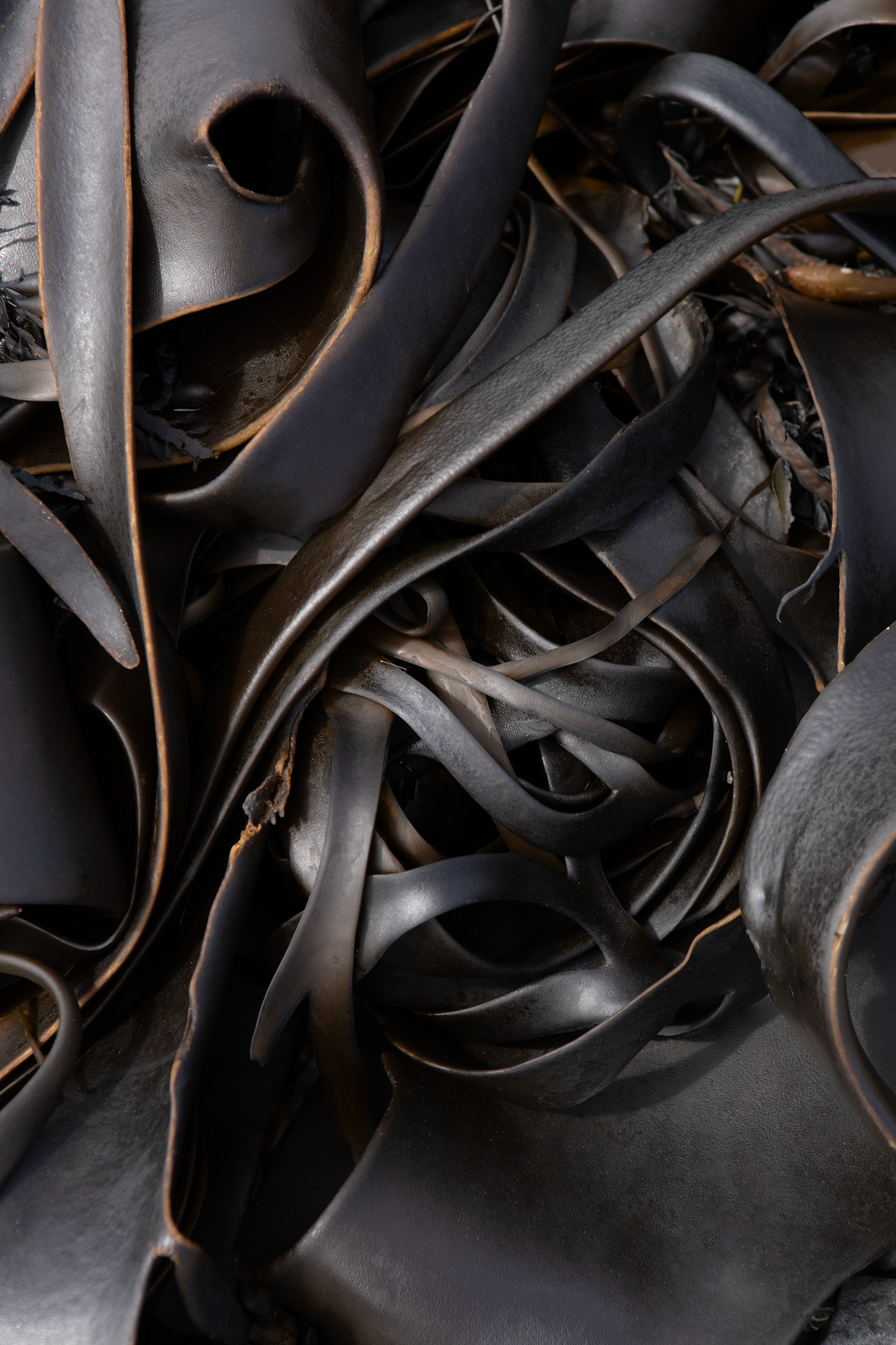 james watkins kelp new zealand01