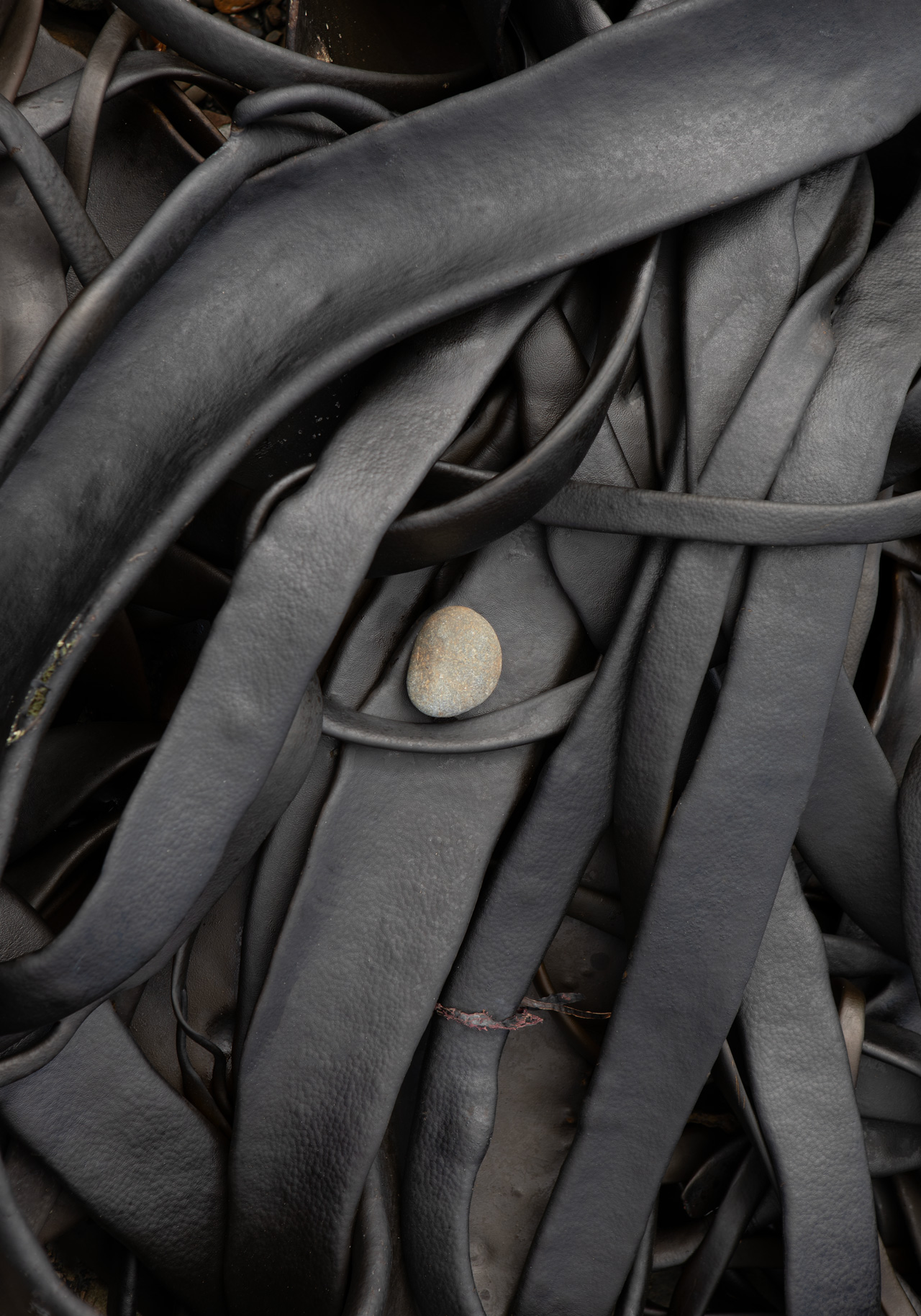 james-watkins-kelp-new-zealand02