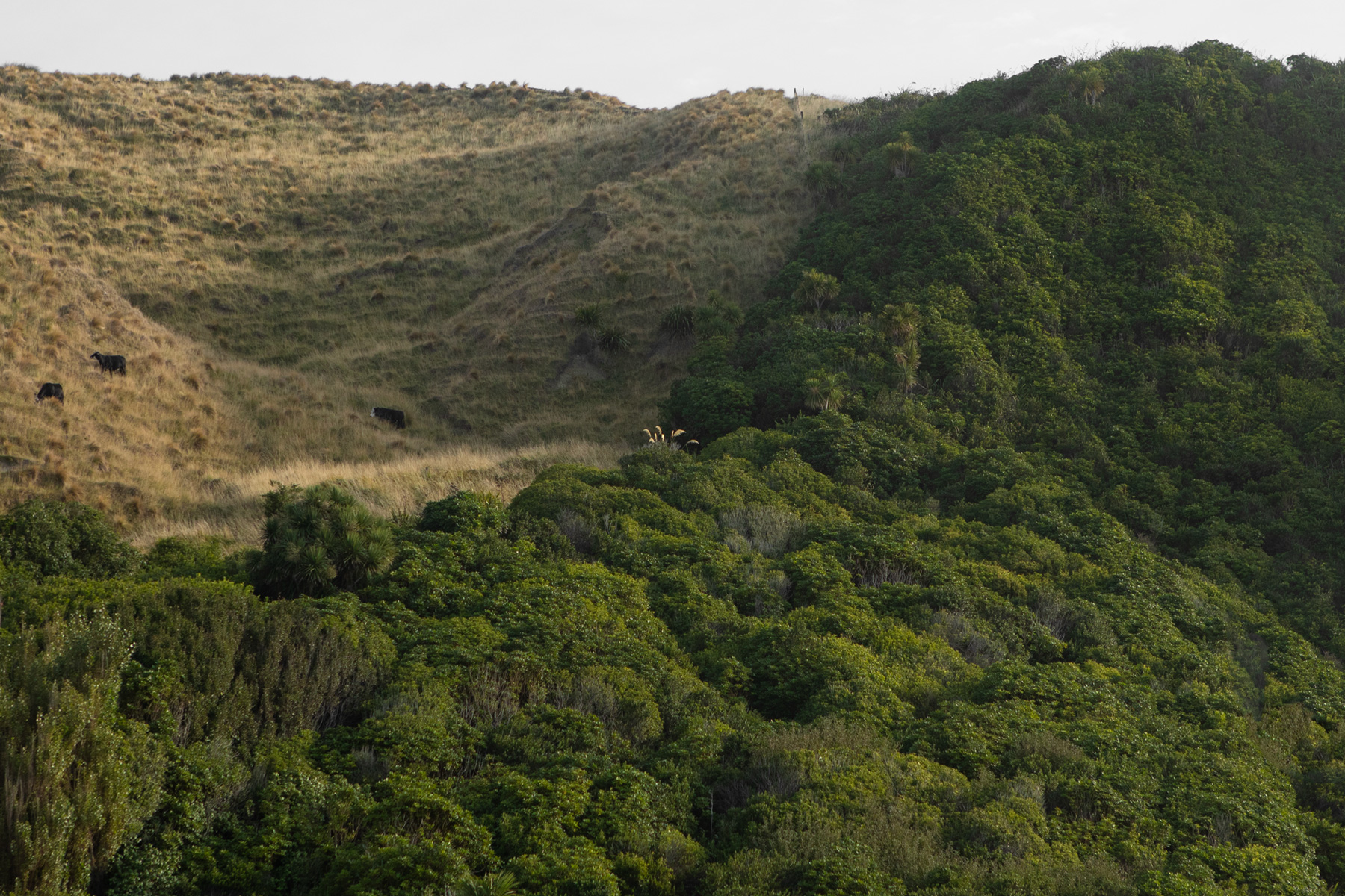 james-watkins-nz-farm-bush