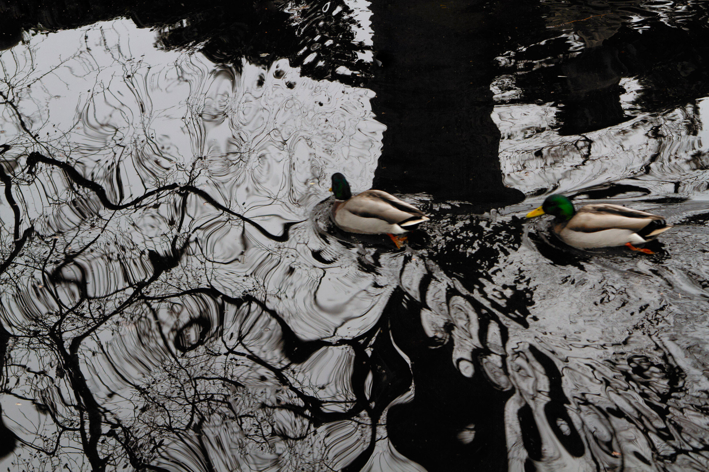 jardin-du-luxembourg-paris-ducks