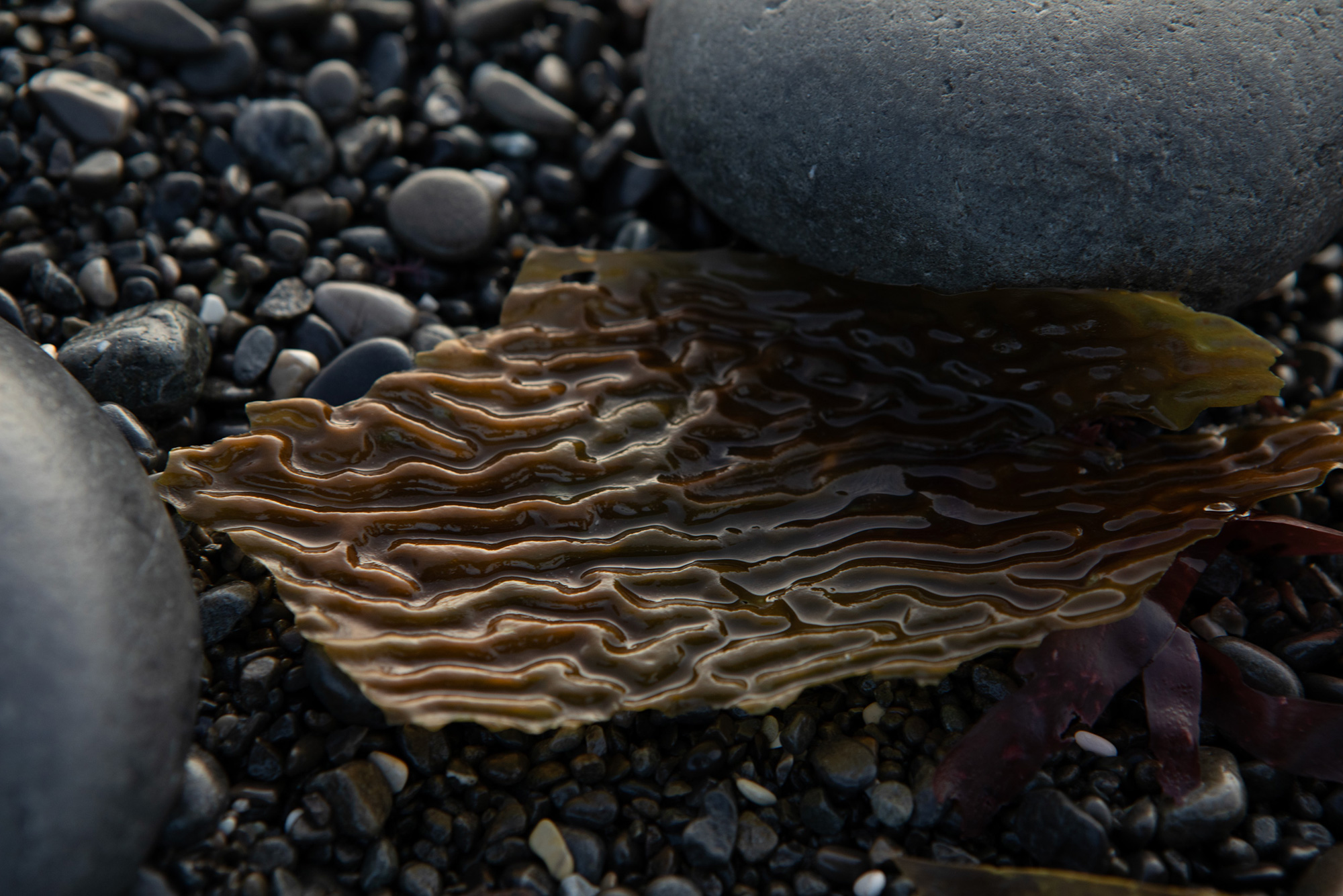 kelp-beach-new-zealand