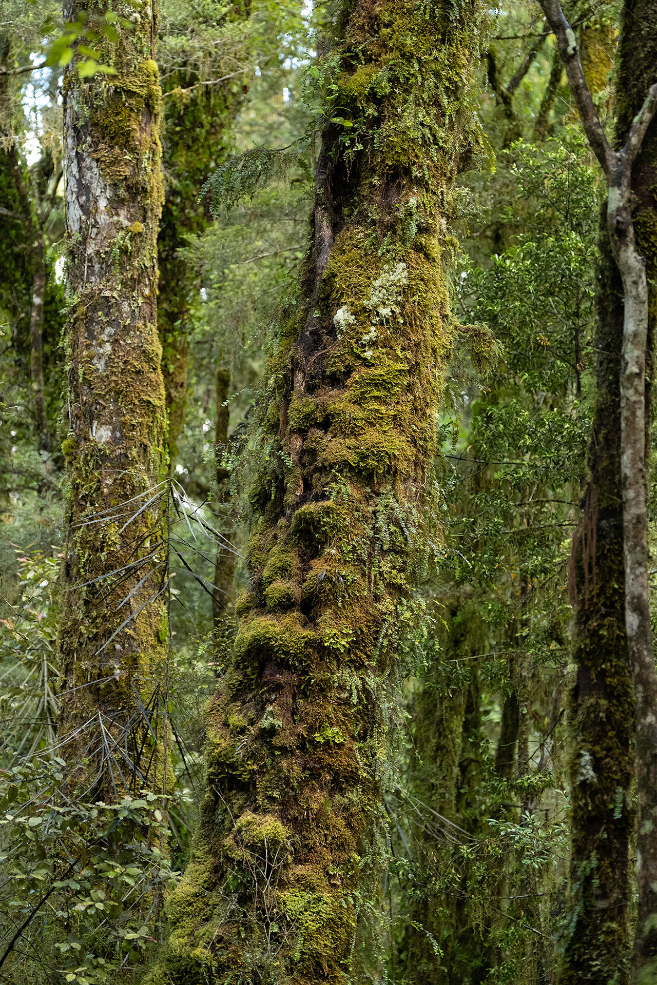 lake-ellery-south-westland-moss-tree