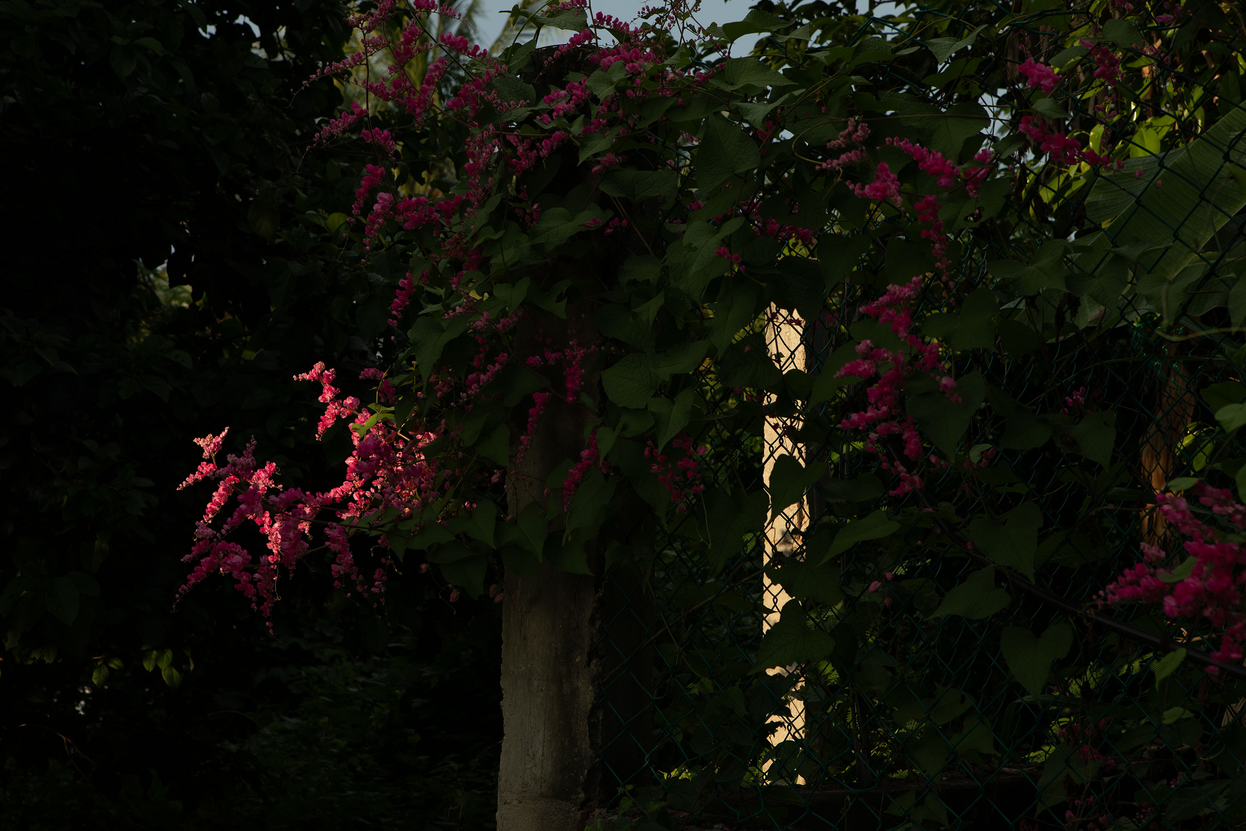 light-plant-mexico-2