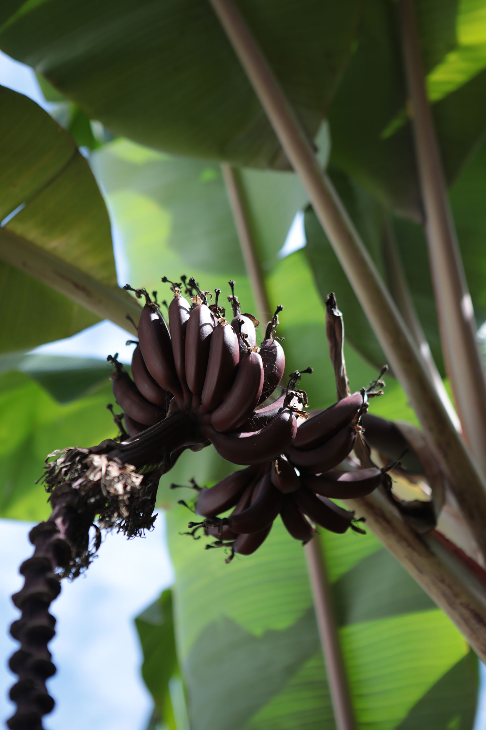 mexico-banana-tree-bananas
