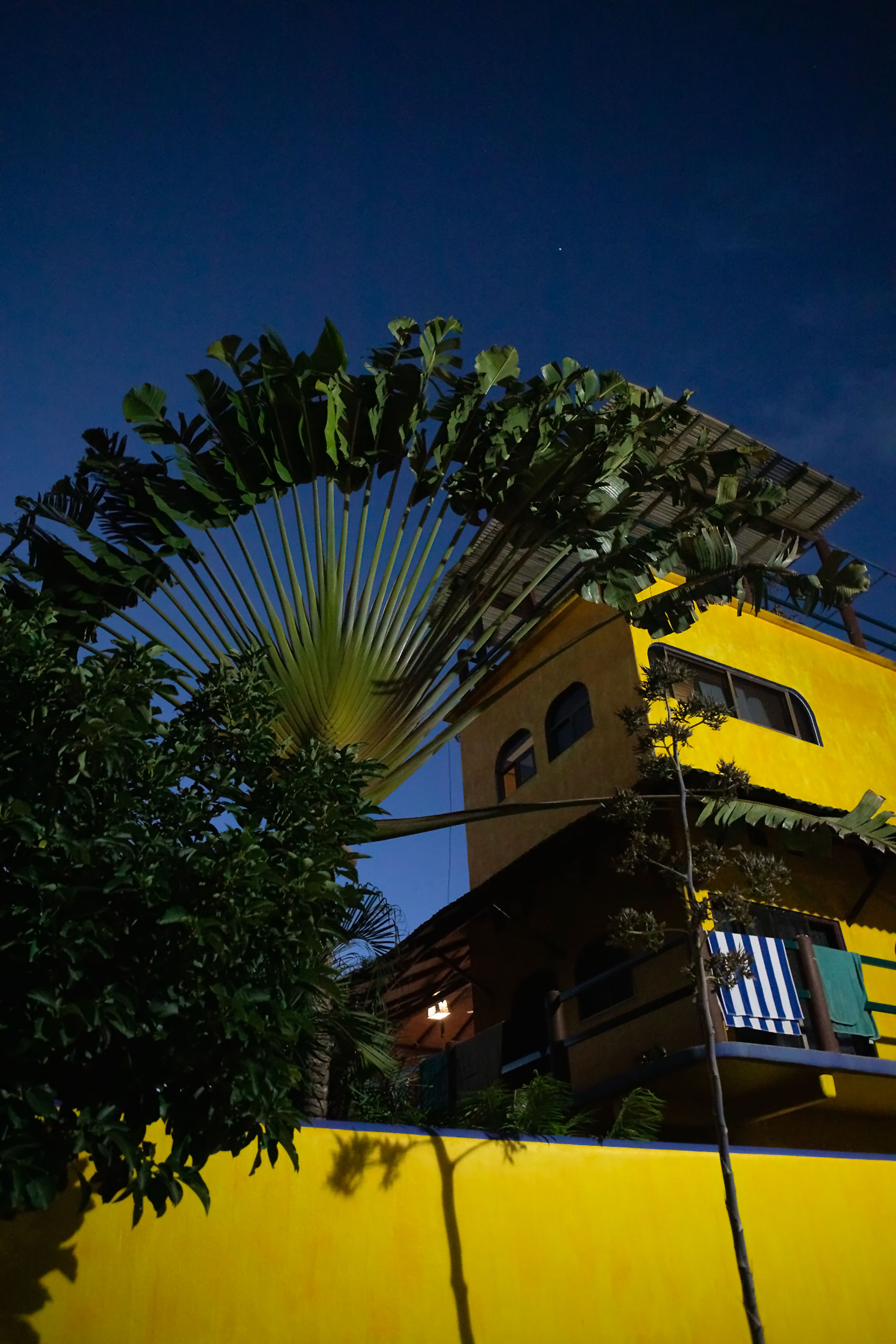 mexico-banana-tree-night-