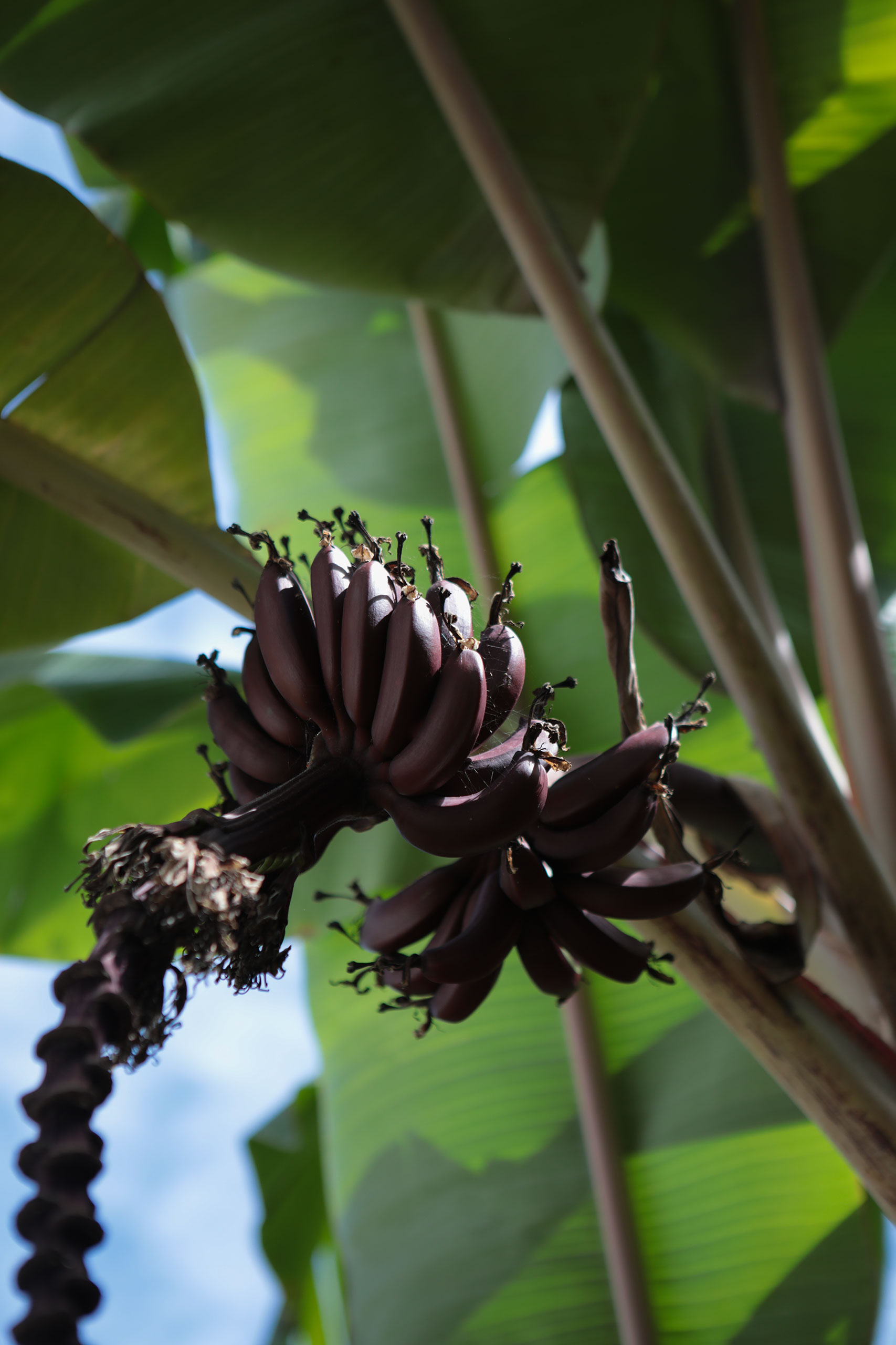 mexico-banana-tree