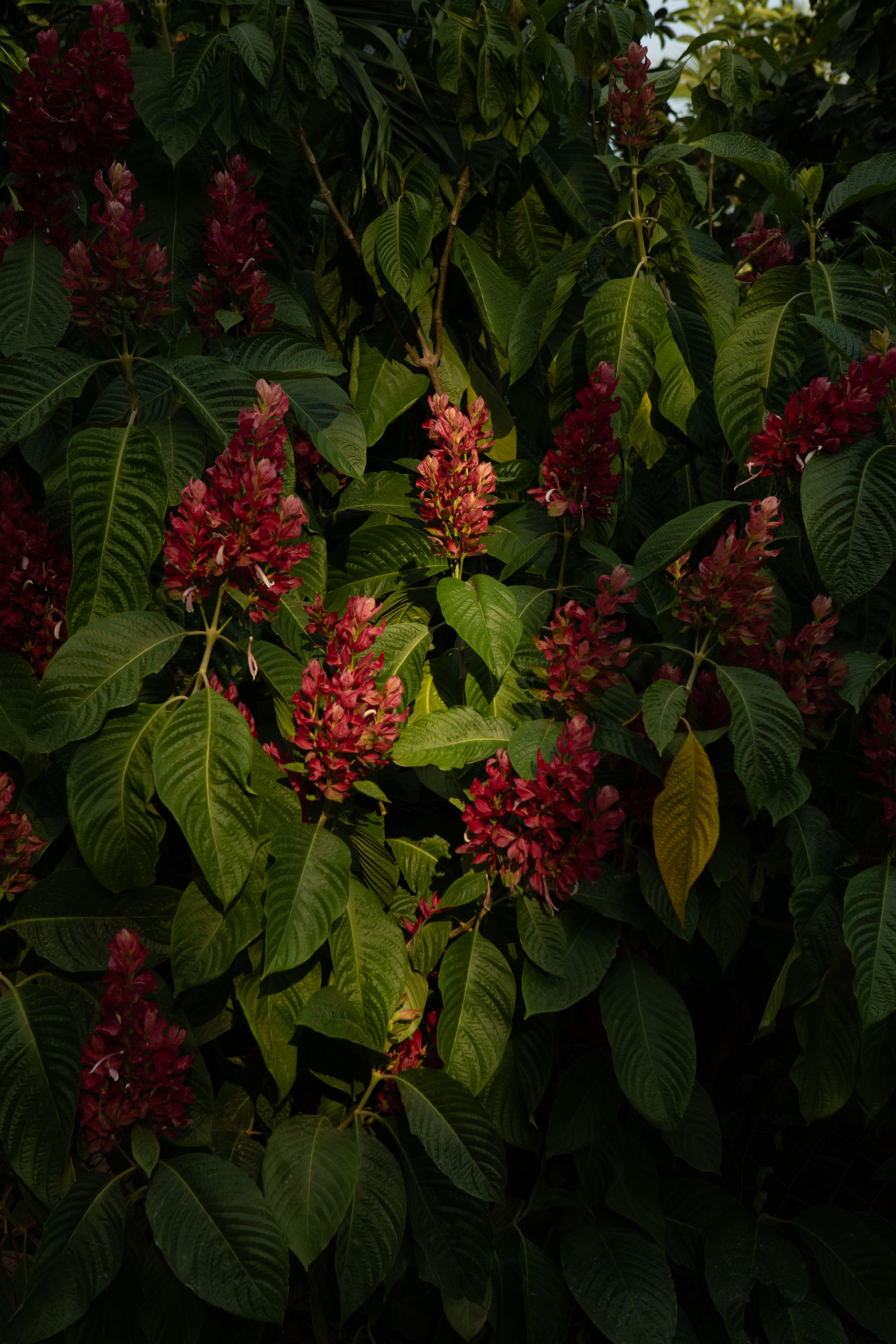 mexico-plantas-plants-sunlight-oaxaca
