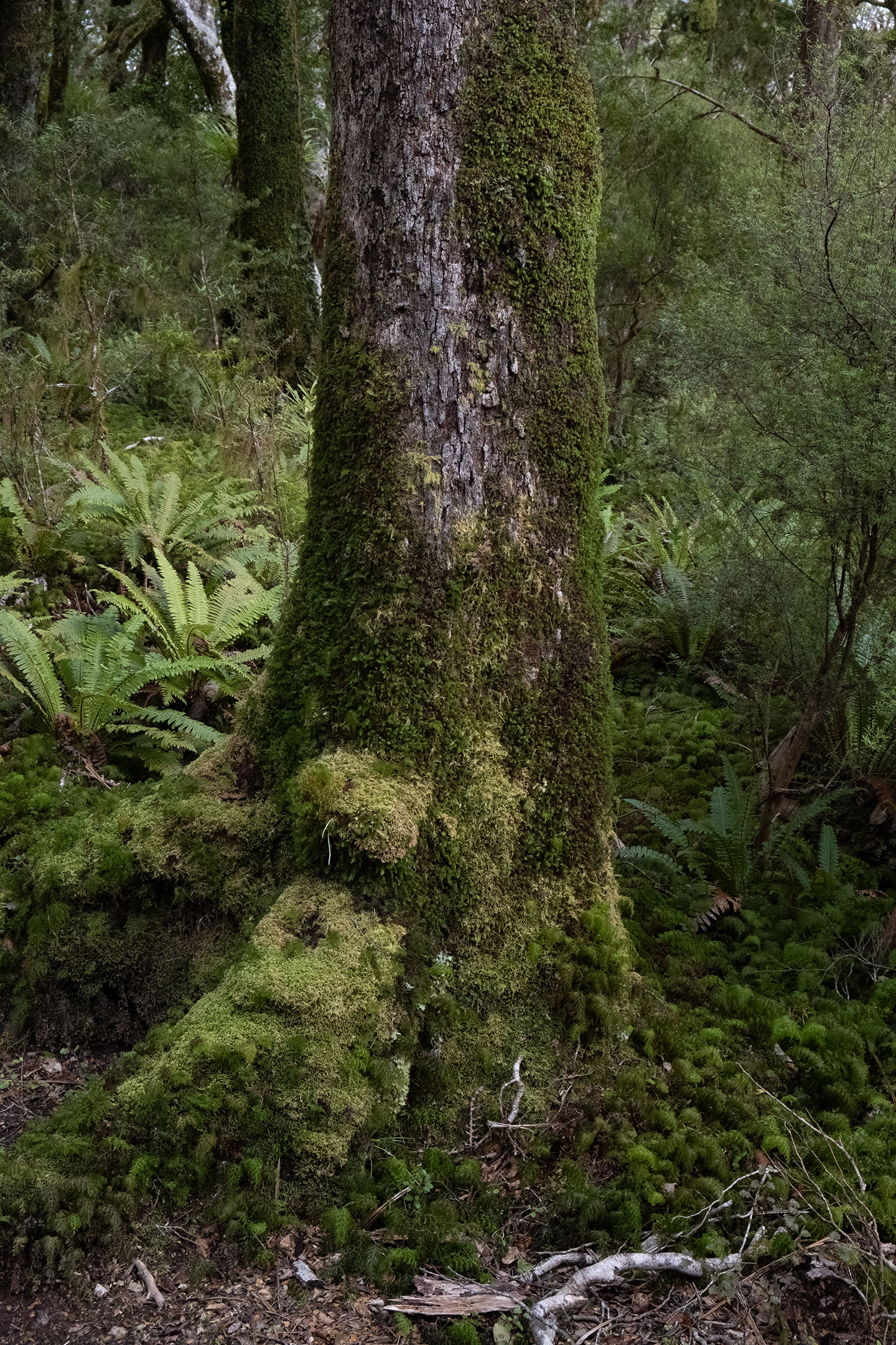 moss-trees-tararua-ranges