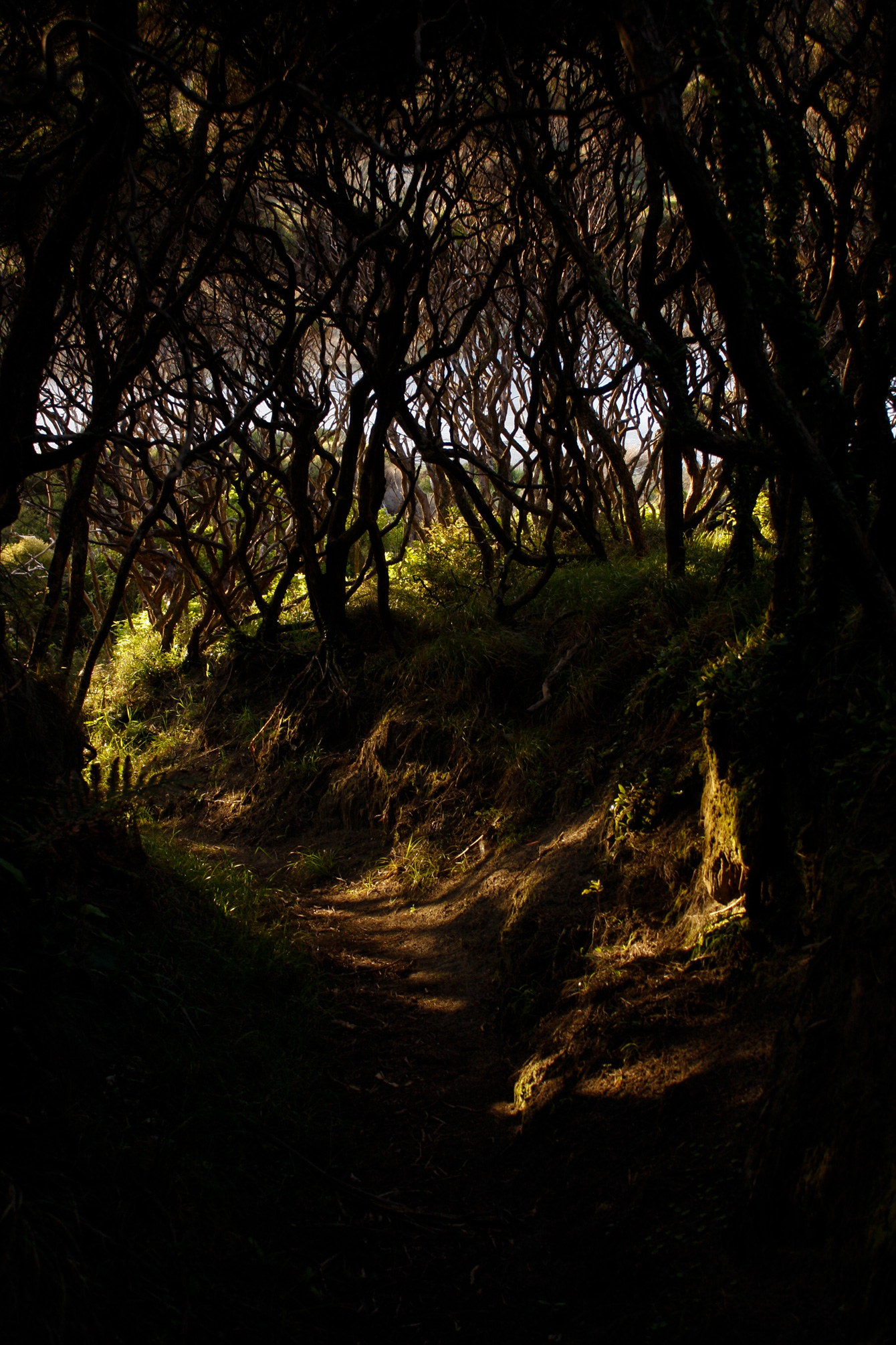 new-zealand-nz-native-bush-
