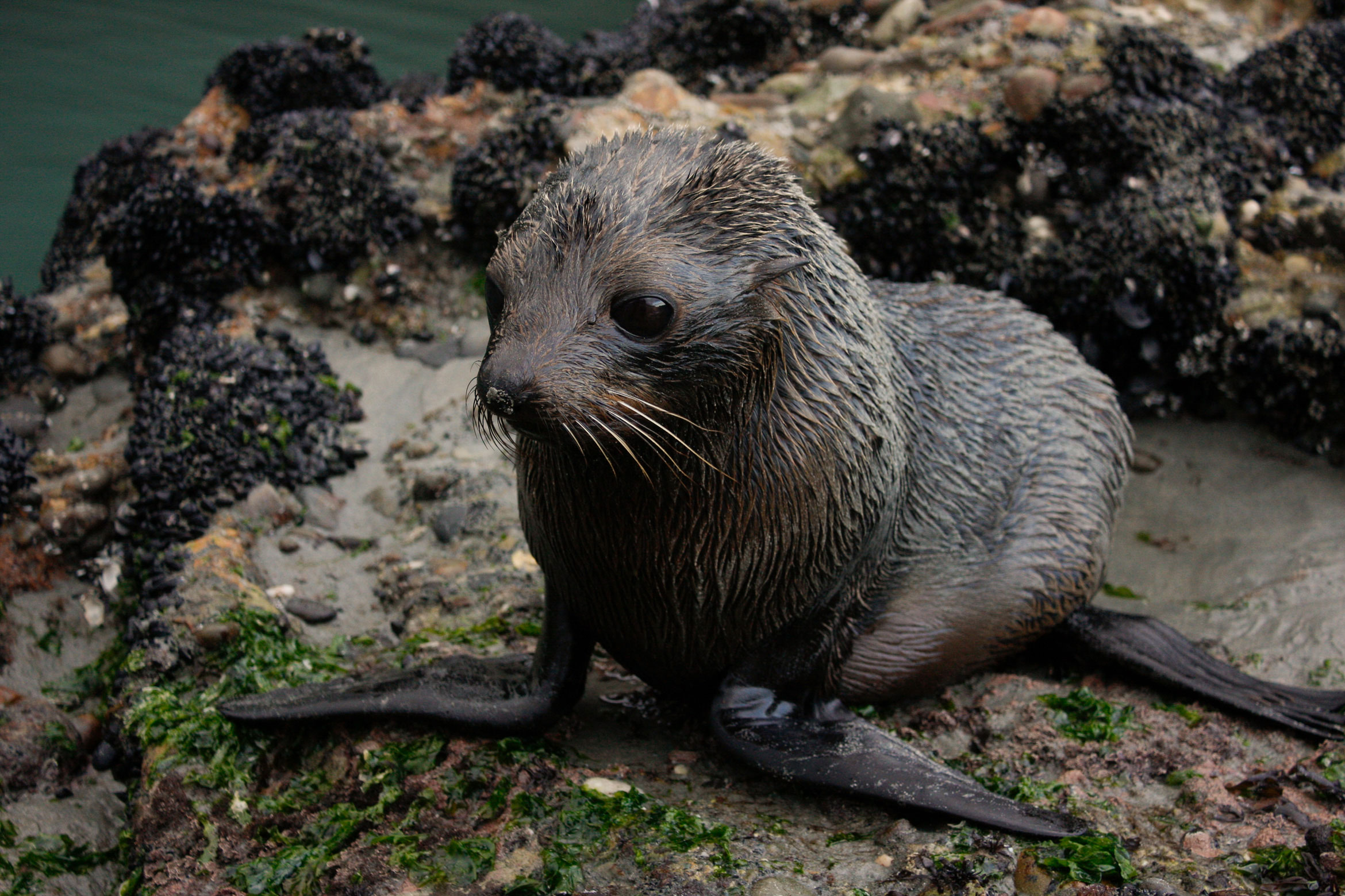 new-zealand-seals-wharariki