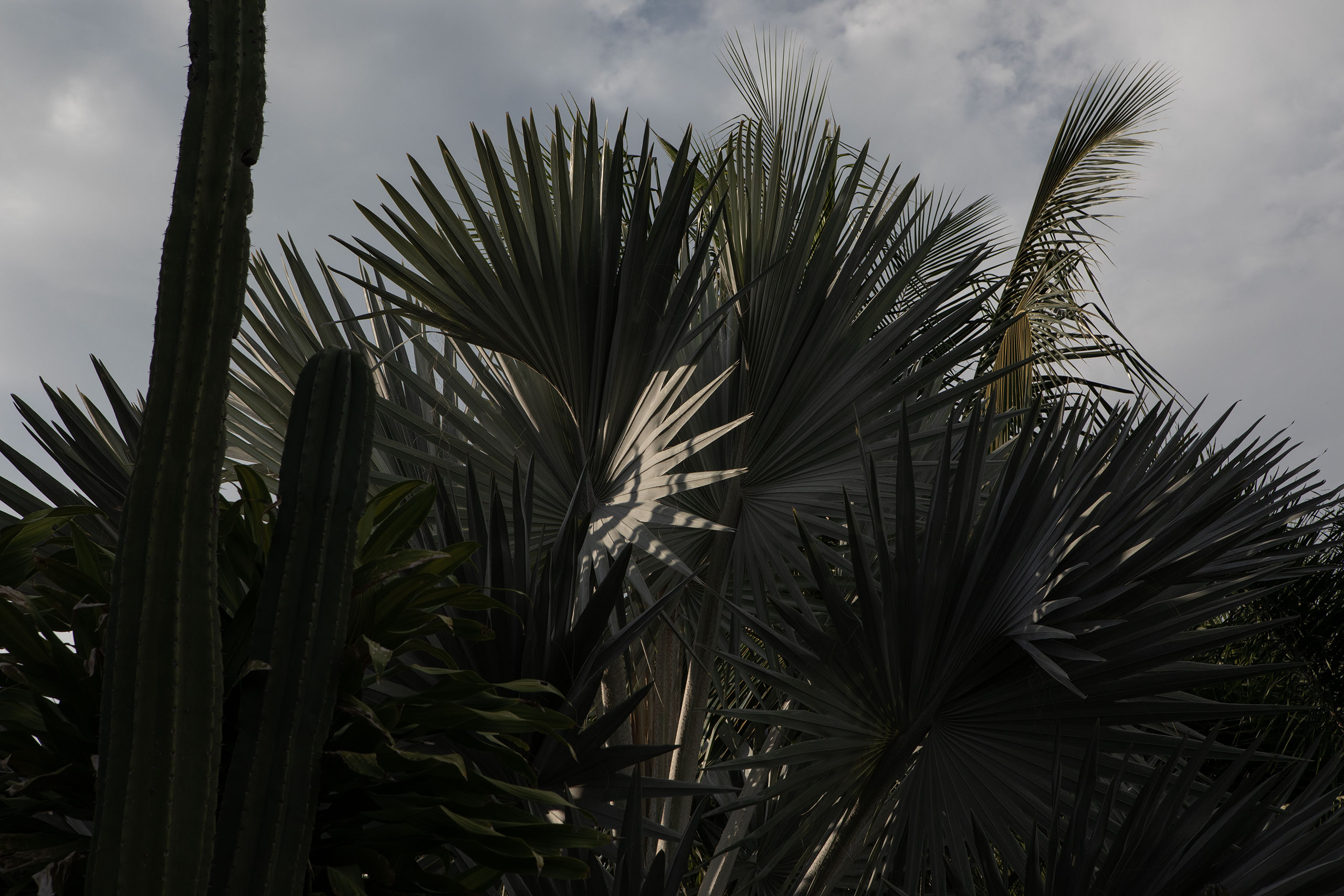 oaxaca-cactus-palm-plants-mexico