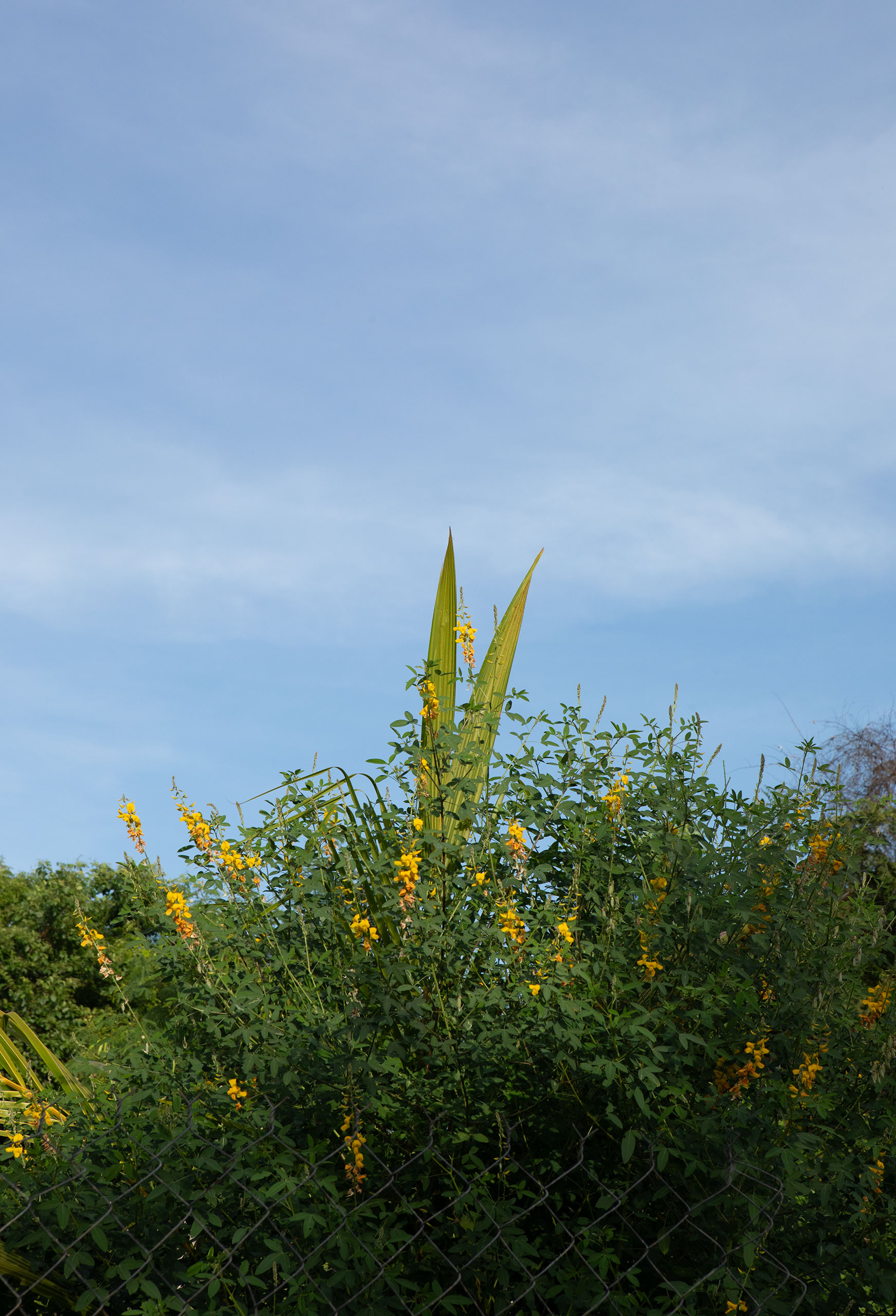 oaxaca-plant-fence-yellow-flower