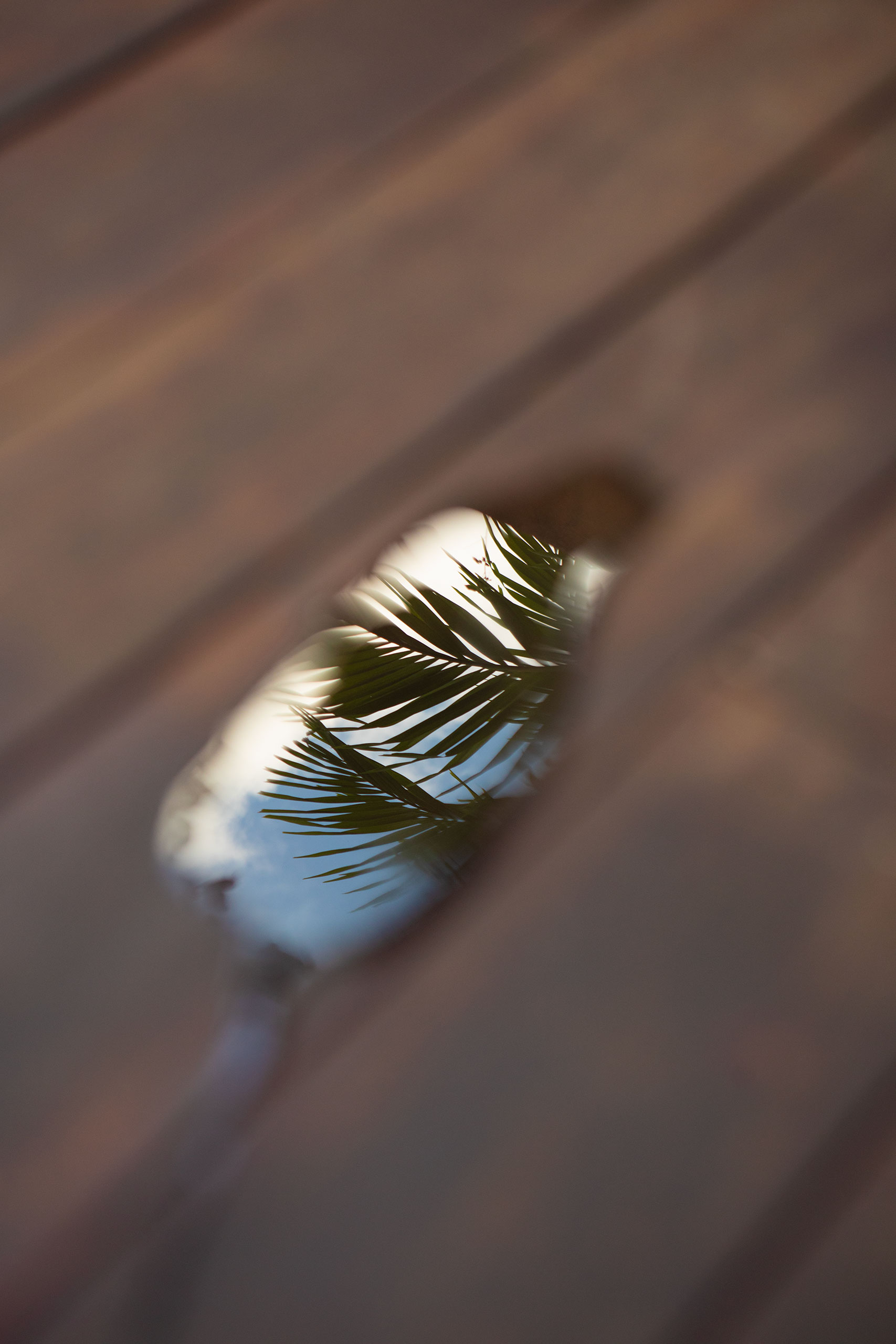 palm-tree-reflection-in-water-mexico