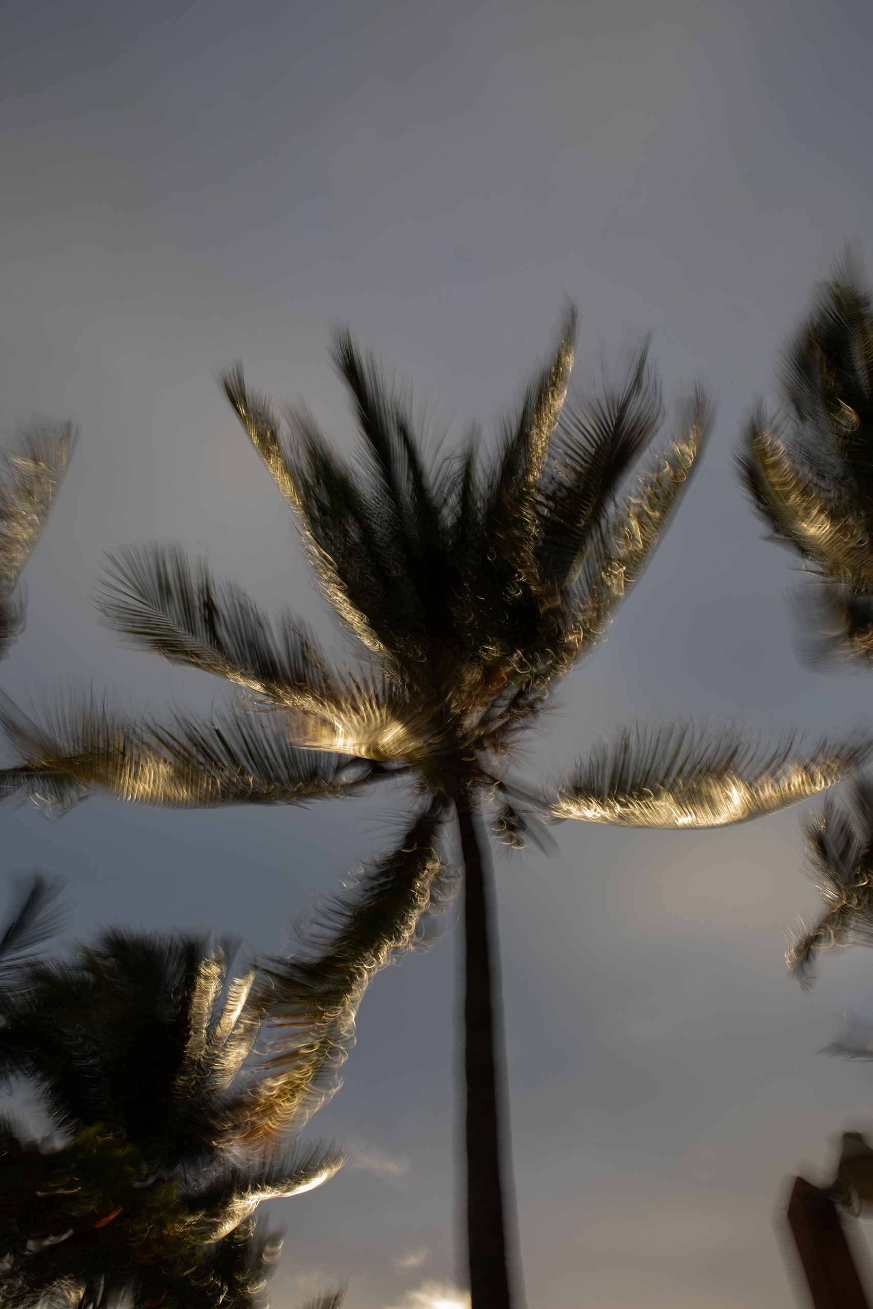 palm-tree-sunset-mexico-wind-