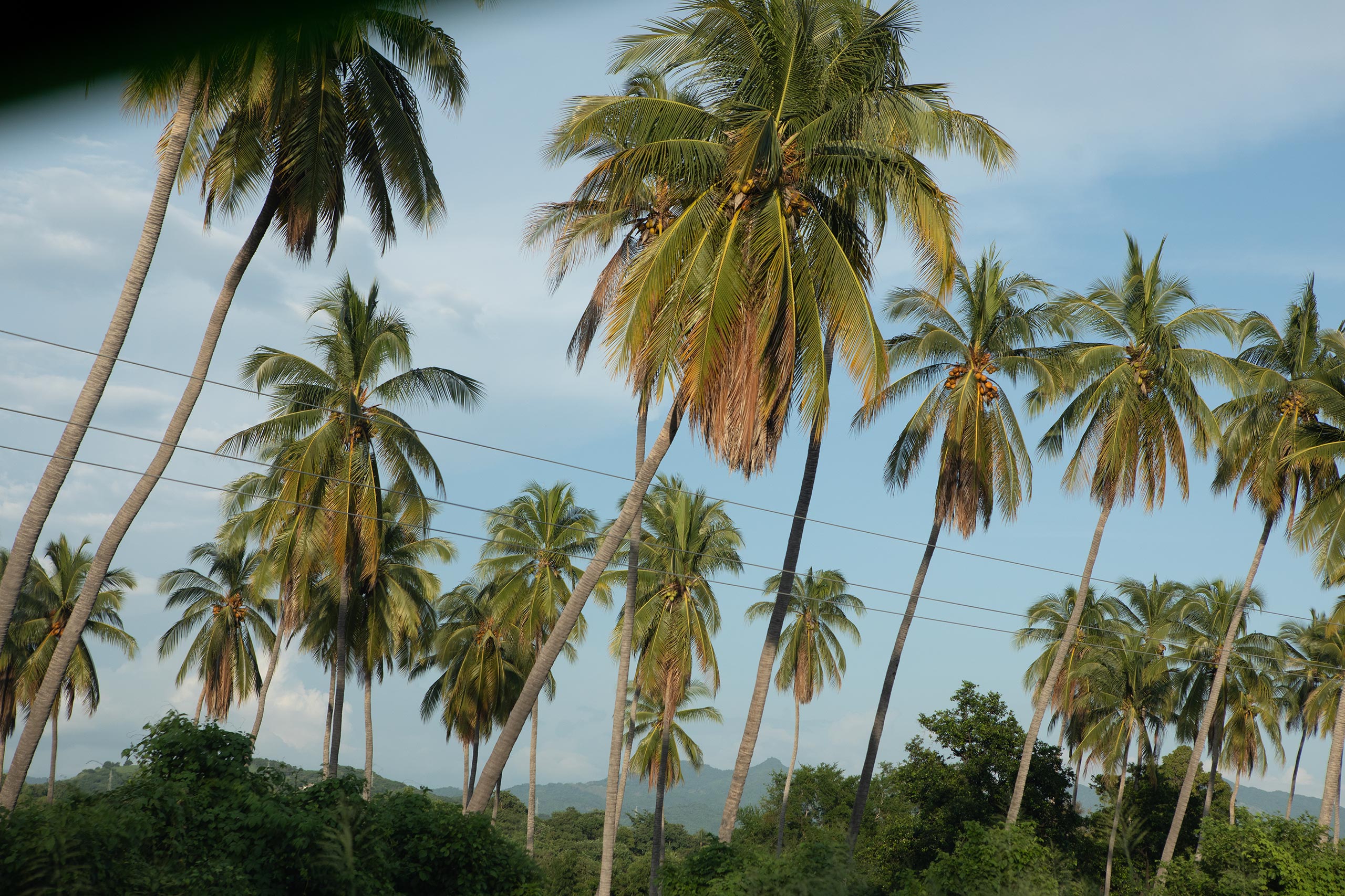 palm-trees-oaxaca-mexico-puerto
