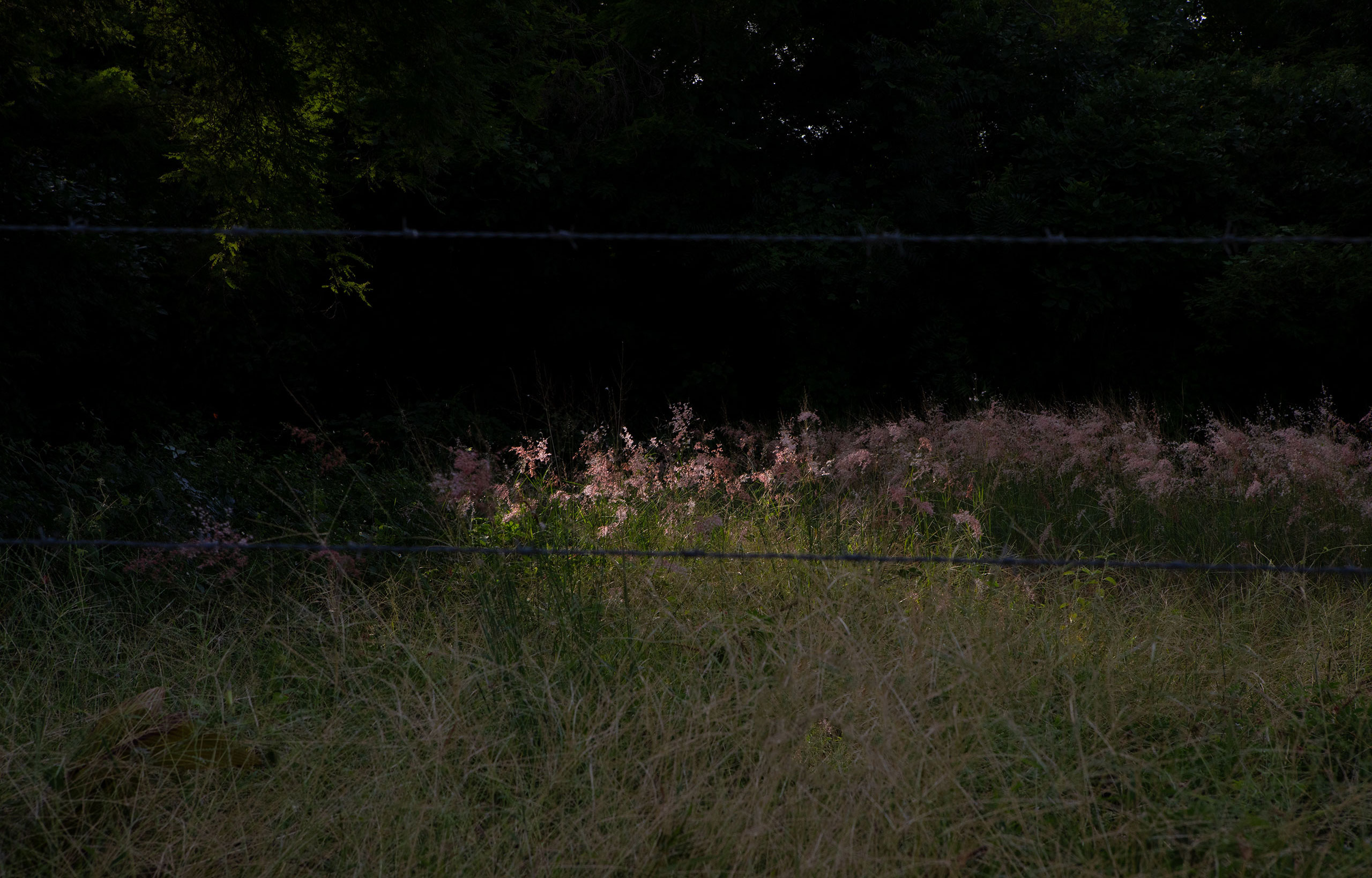 pocket-of-light-shining-through-flowers