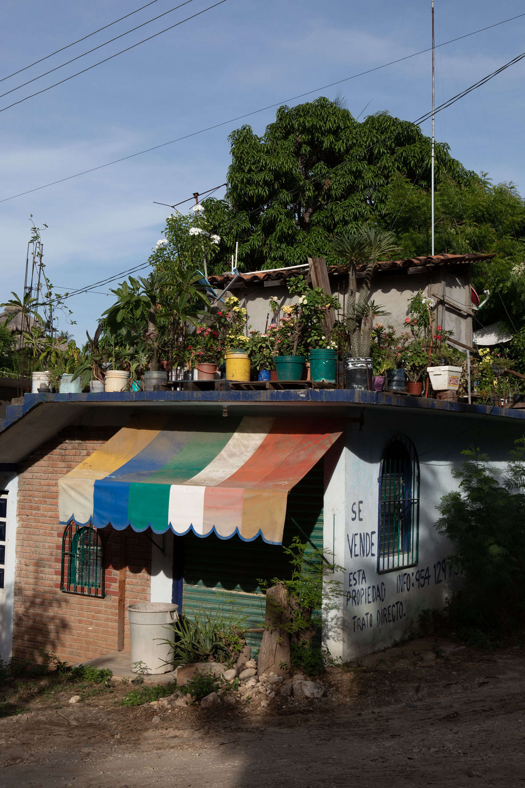 puerto-escondido-cacsa-plantas
