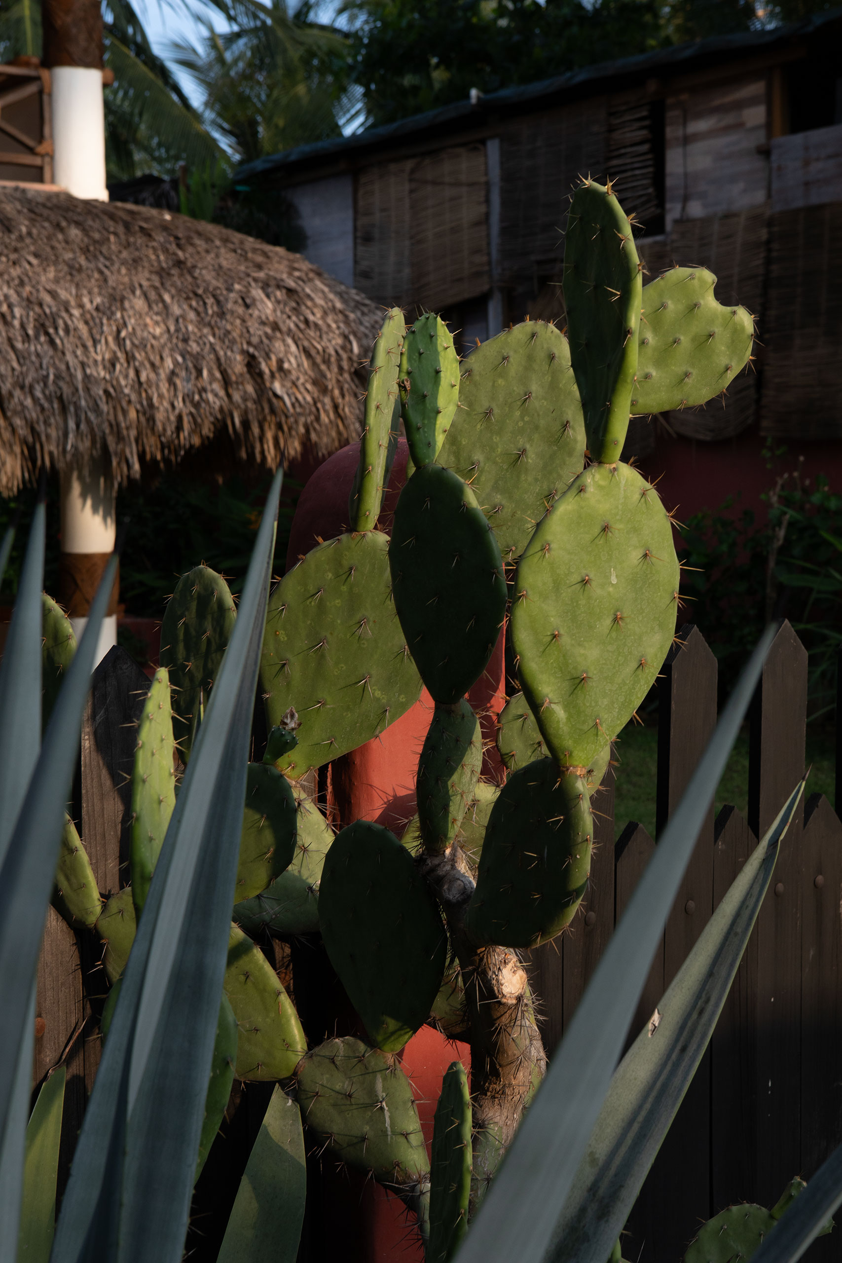 puerto-escondido-cactus-light-evening