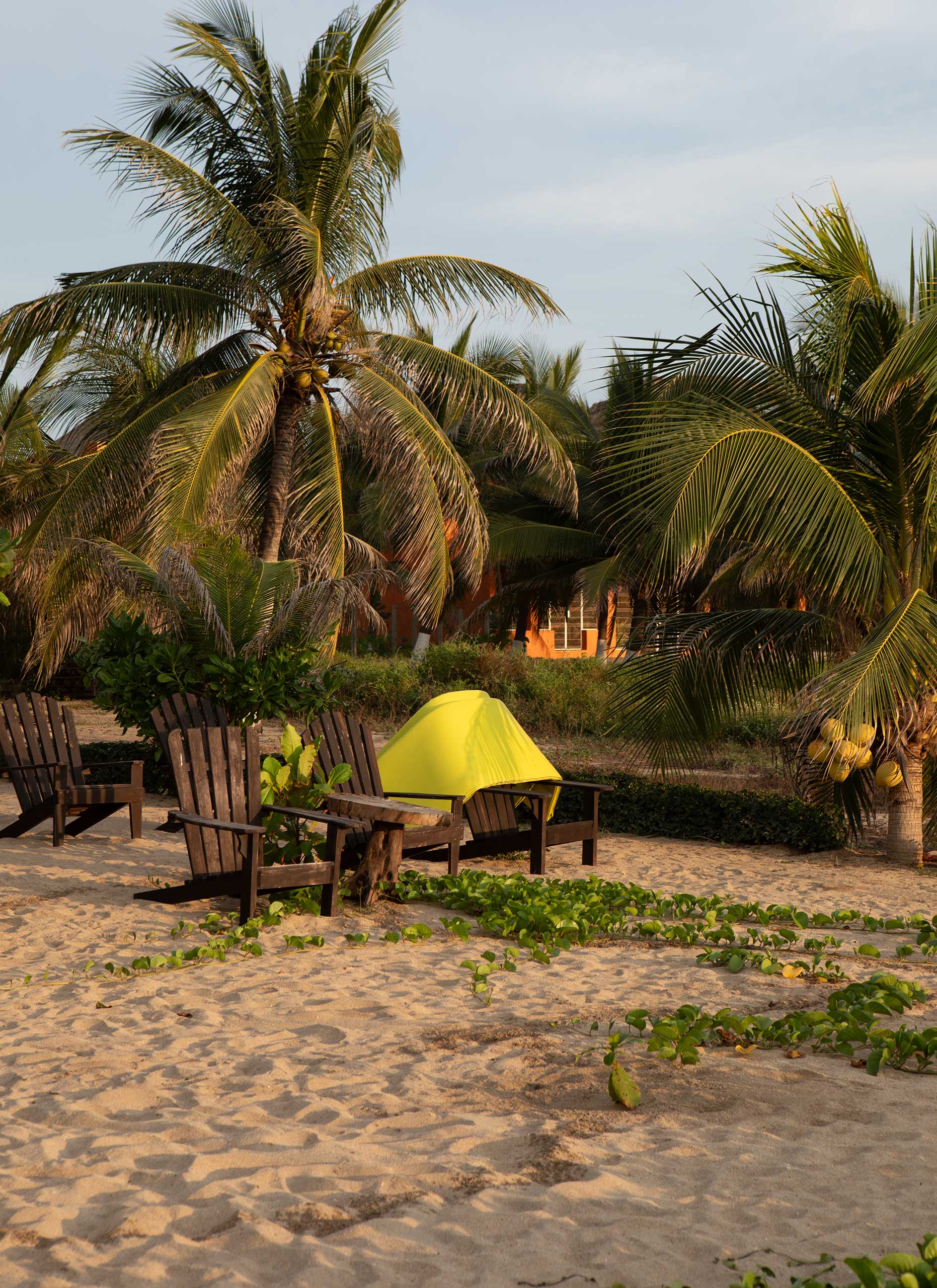 puerto-escondido-palms