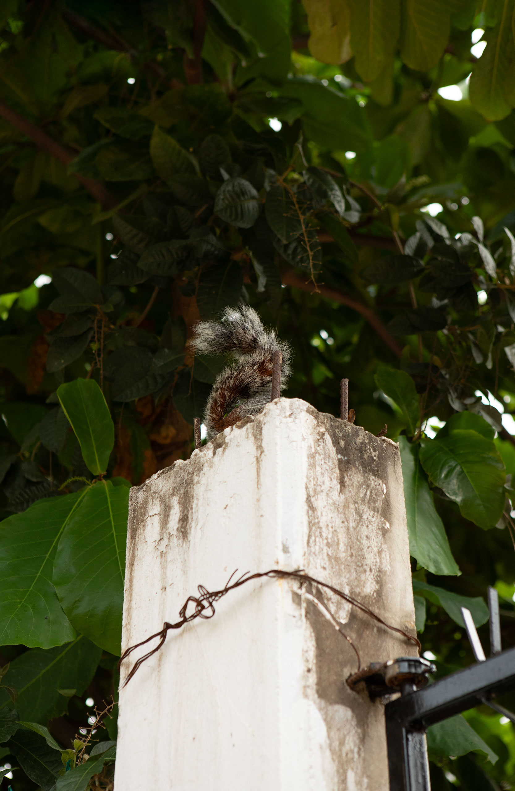squirrel-mexico-oaxaca-puerto-escondido