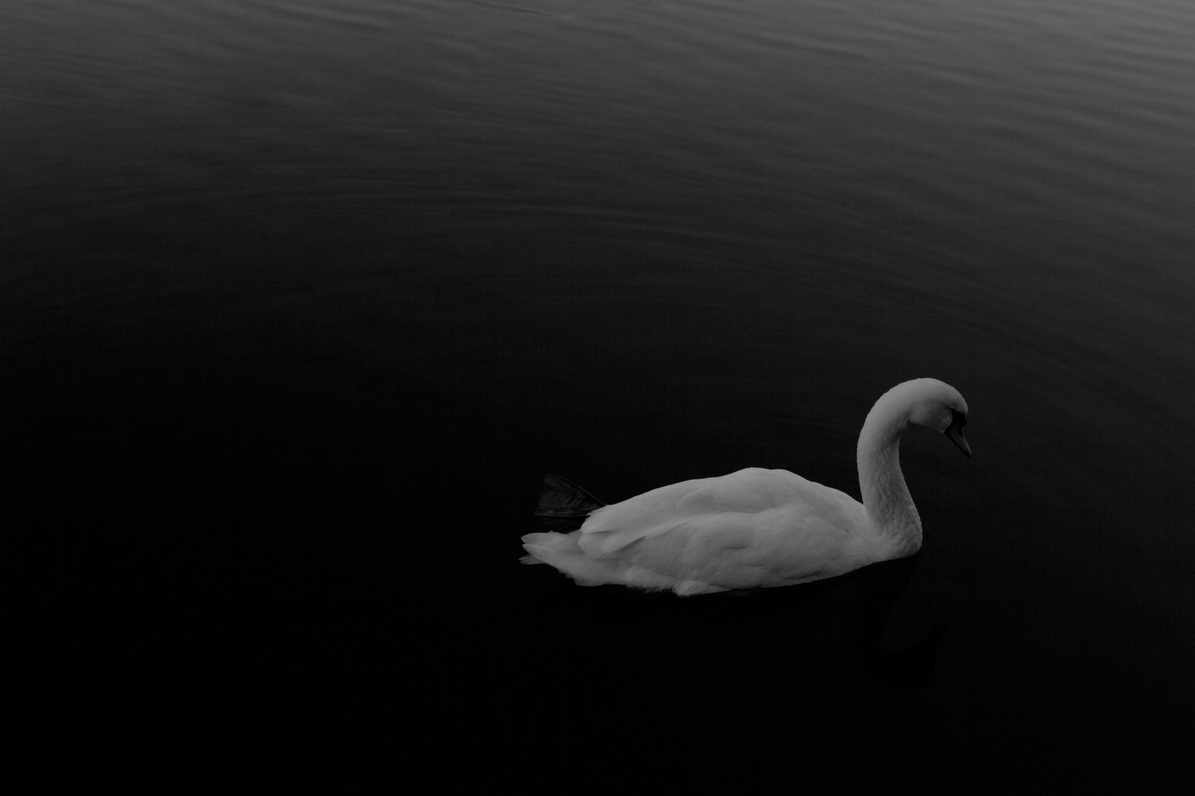swan-black-and-white-canal-saint-martin