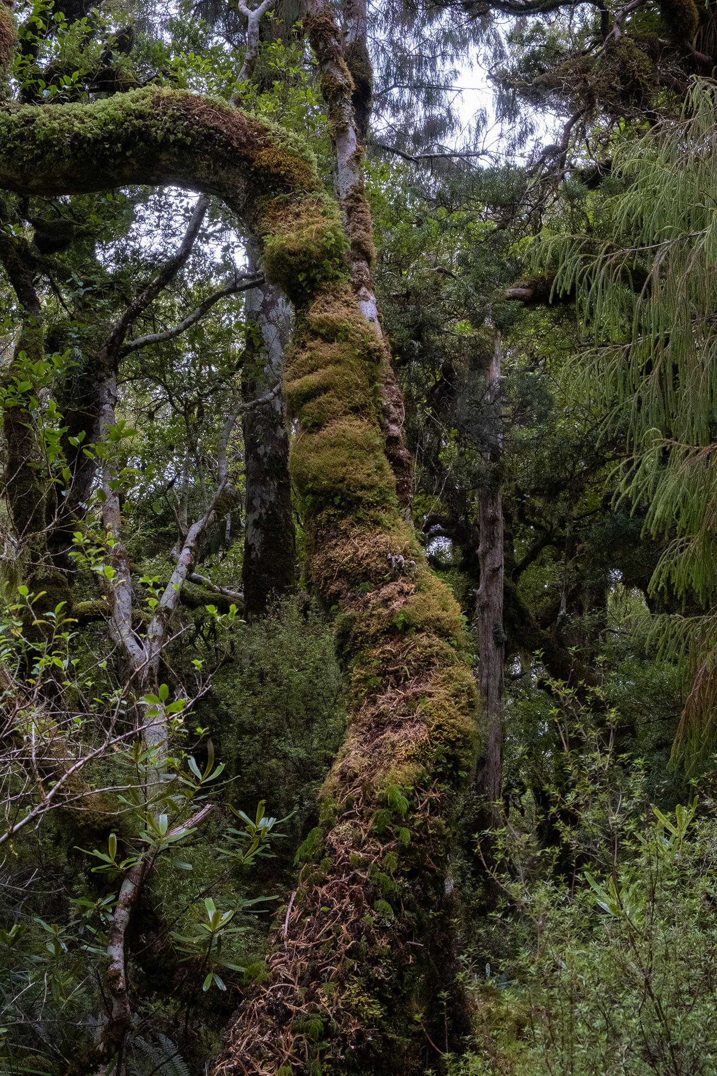 tararua-forest-park-moss